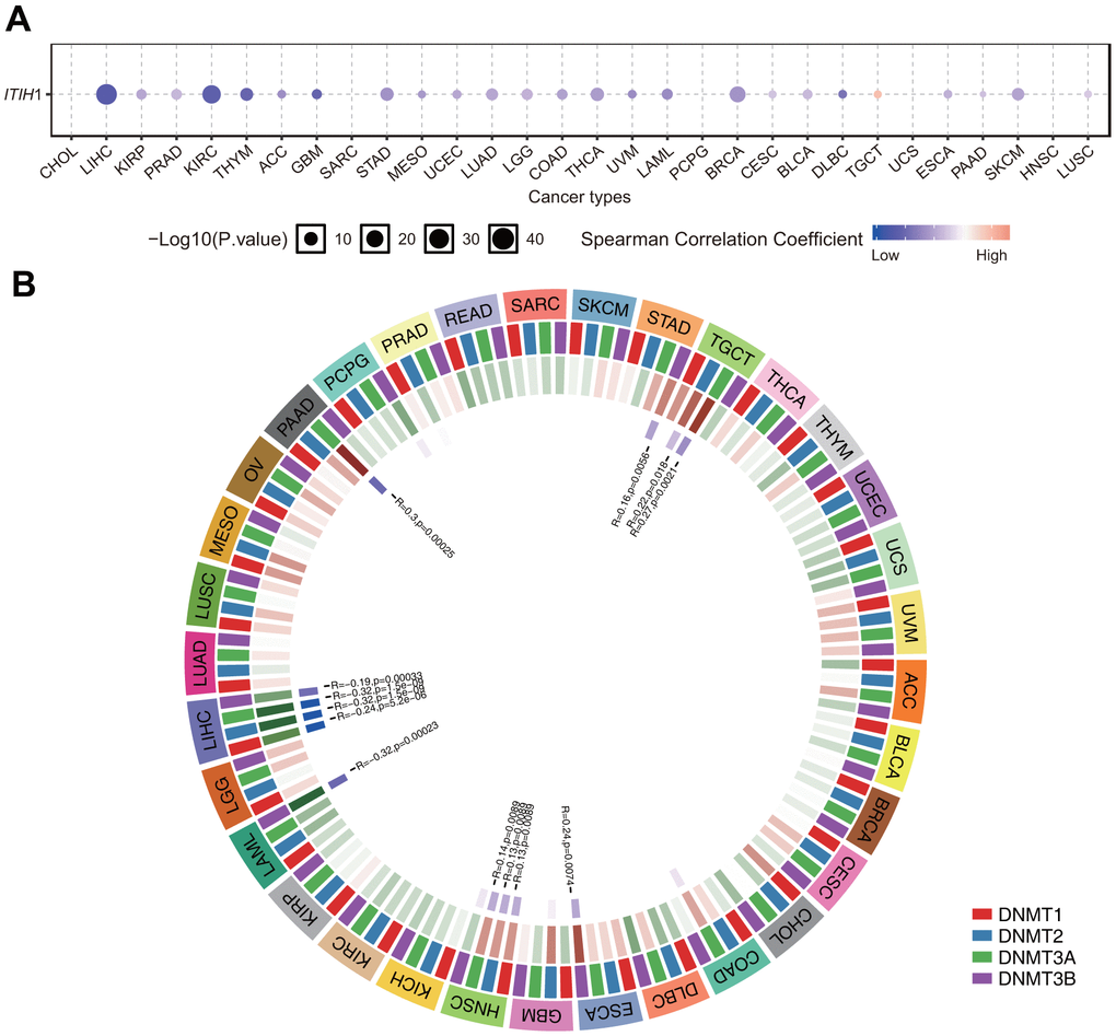 Relationship between methylation levels and ITIH1 mRNA expression level in various tumors in TCGA database. (A) Correlation between methylation and ITIH1 mRNA expression analyzed by the GSCA database. Blue dots indicates negative correlation and red indicates positive correlation. The darker the color, the higher the correlation. The size of the point represents the statistical significance, and the larger the size, the greater the significance. (B) Correlation between ITIH1 expression and the expression levels of four methyltransferases (DNMT1: red, DNMT2: blue, DNMT3A: green, DNMT3B: purple).