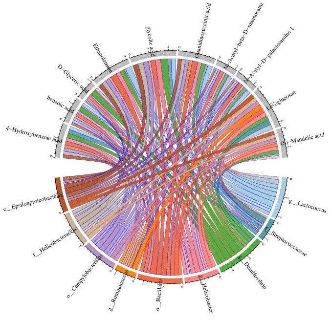 Chord diagram analysis was used to show the relationship between specific metabolites and intestinal microbiota, and Desulfovibrio was positively correlated with benzoic acid and 4-hydroxybenzoic acid. Nodes represent different species and different metabolites; chord width indicates correlation strength, chord border color indicates correlation, red indicates positive correlation, and blue indicates negative correlation.