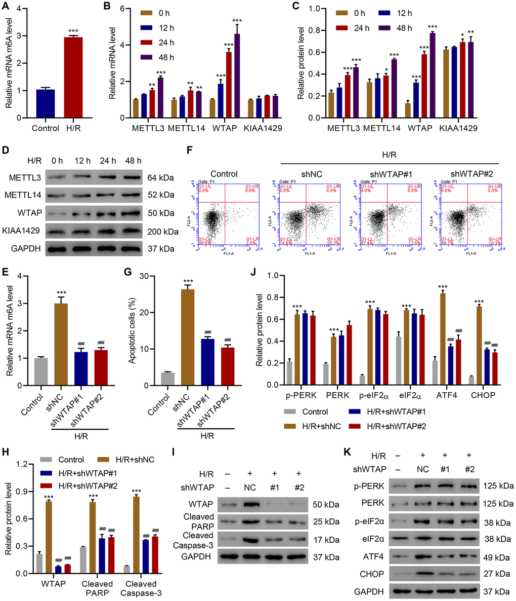 WTAP knockdown inhibits H/R-induced injury. (A) The m6A levels in H/R AC16 cells. (B–D) Expression of METTL3, METTL14, WTAP and KIAA1429 in AC16 cells after H/R treatment for indicated time courses. (E) The m6A levels in AC16 cells transduced with WTAP shRNA and treated with H/R for 48 h were measured by ELISA. (F, G) Cell apoptosis and (H–K) protein levels of WTAP, cleaved PARP, Cleaved Caspase-3, p-PERK, PERK, p-eIF2α, eIF2α, ATF4 and CHOP in AC16 cells transduced with WTAP shRNA and treated with H/R for 48 h were measured by flow cytometry and Western blotting, respectively. All experiments were repeated at least three times, and data are represented as mean ± SD. *P **P ***P ###P 