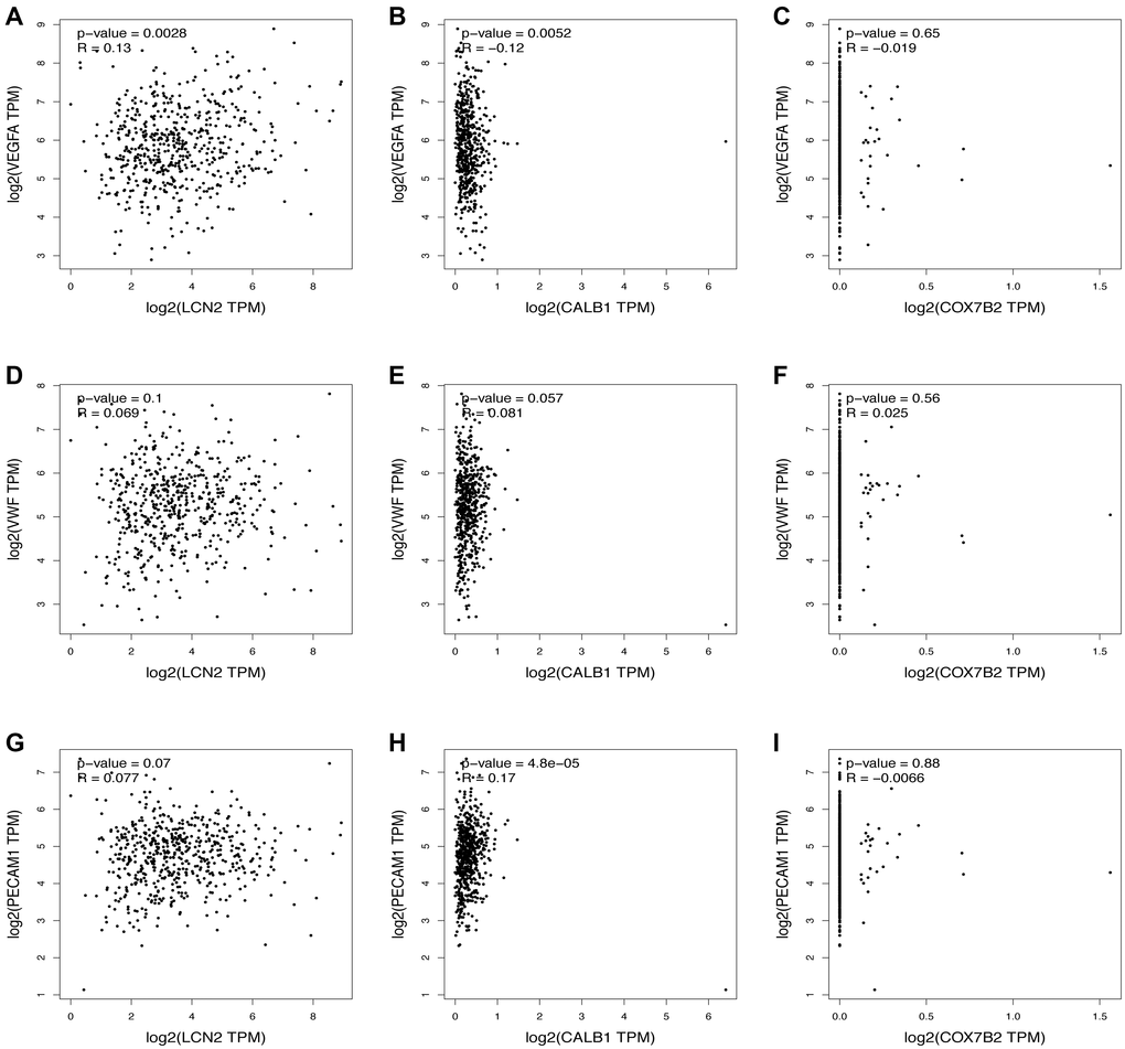 Relationship between the downregulated DEGs and angiogenesis. The correlation between the VEGFA and the expression of (A) LCN2, (B) CALB1, (C) COX7B2. The correlation between the VWF and the expression of (D) LCN2, (E) CALB1, (F) COX7B2. The correlation between the PECAM1 and the expression of (G) LCN2, (H) CALB1, (I) COX7B2.