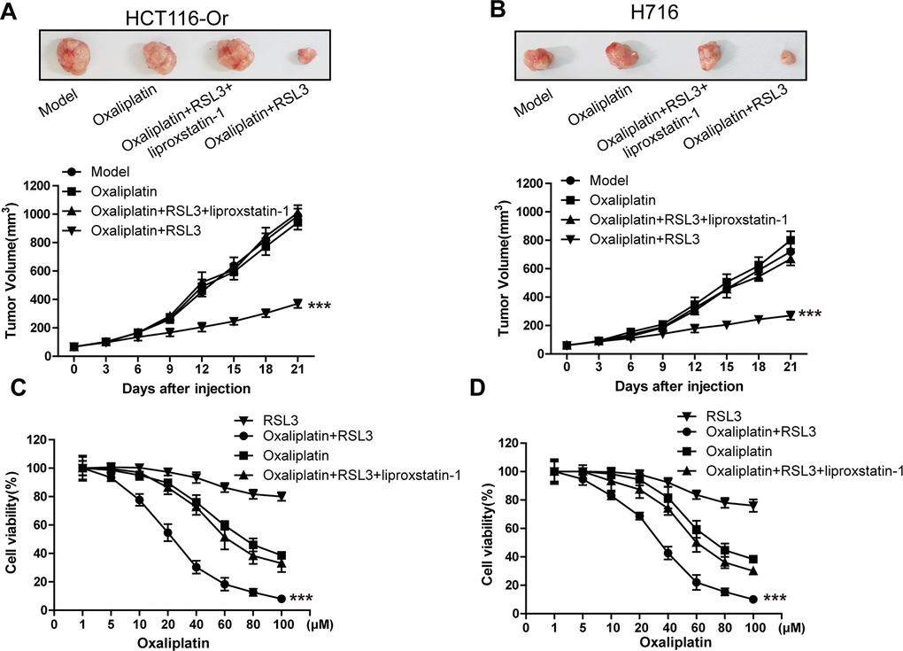 Inducing ferroptosis enhanced the sensitivity of CRC to Oxaliplatin. (A, B) HCT116-Or (A) and H716 (B) cells were selected to construct the subcutaneous xenograft model of nude mice, so as to observe whether RSL3 with or without liproxstatin-1 would affect the suppression of oxaliplatin on colorectal cancer in vivo. Top, representative images of xenografted tumor in the indicated groups. Bottom, statistical results of growth of xenografted tumor with time. The data are presented as the mean ± SD, ***p C, D) The cell (HCT116-Or (C) and H716 (D)) viability was measured to observe whether RSL3 with or without liproxstatin-1 would affect the suppression of oxaliplatin on colorectal cancer in vitro. The data are presented as the mean ± SD, ***p 