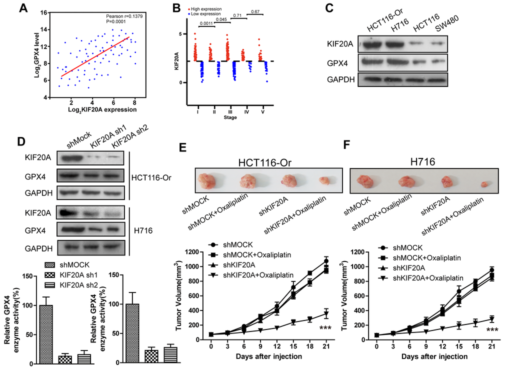 High KIF20A expression in resistant CRC cell line suppressed the intracellular ferroptosis process. (A) Correlation between expression levels of KIF20A and GPX4 in colorectal cancer samples. (B) The expression level of KIF20A of colorectal cancer patients in different stages. (C) The expression level of KIF20A in different colorectal cancer cell lines were examined by WB assay. (D) WB assay was used to observe whether KIF20A silencing could impact the intracellular GPX4 expression level. Top, HCT116-Or cells. Bottom, H716 cells. (E, F) HCT116-Or (E) and H716 (F) cells were selected to construct the subcutaneous xenograft model of nude mice, so as to observe whether KIF20A silencing would affect the suppression of oxaliplatin on colorectal cancer in vivo. Top, representative images of xenografted tumor in the indicated groups. Bottom, statistical results of growth of xenografted tumor with time. The data are presented as the mean ± SD, ***p 