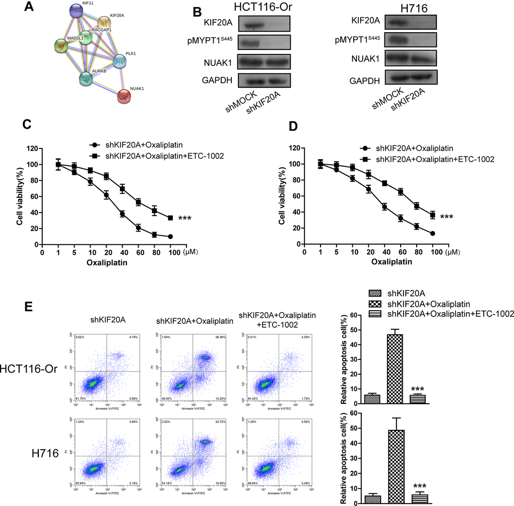 KIF20A induced NUAK1 activation to up-regulate GPX4 level, thus inducing CRC resistance to Oxaliplatin. (A) The protein-protein interaction between KIF20A and NUAK1 was screened out by String database. (B) WB assay was used to observe whether KIF20A silencing could impact the phosphorylation level of MYPT1S445. Left, HCT116-Or cells. Right, H716 cells. (C, D) The cell (HCT116-Or (C) and H716 (D)) viability was measured to observe whether ETC-1002 would affect the suppression of oxaliplatin on KIF20A-silenced colorectal cancer cells in vitro. The data are presented as the mean ± SD, ***p E) Cell death was assessed by flow cytometry (annexin V-FITC/PI staining) to observe whether ETC-1002 would affect the lethal effect of oxaliplatin on KIF20A-silenced colorectal cancer cells in vitro. Left, representative results of annexin V-FITC/PI staining. Right, quantitative analysis. Top, HCT116-Or cells. Bottom, H716 cells. The data are presented as the mean ± SD, ***p 