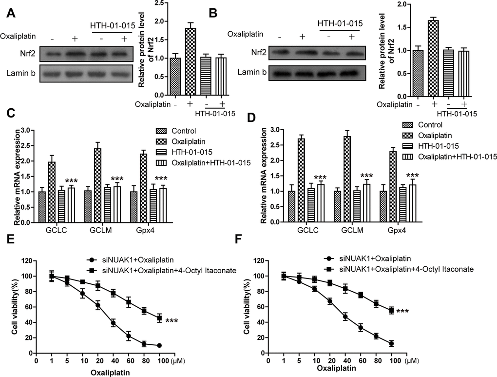 KIF20A/NUAK1 induce the resistance of CRC resistant cell lines to Oxaliplatin through activating Nrf2 pathway. (A, B) Immunoblots of Nrf2 protein levels in nuclear extracts from HCT116-Or (A) and H716 (B) cells after treatment with oxaliplatin, with and without prior depletion of NUAK1 by HTH-01-015 (10 μmol/L). (C, D) The mRNA levels of GCLC, GCLM and GPX4 were examined by PCR assay to observe whether NUAK1 depletion could affect the intracellular transcriptional activity of Nrf2 in HCT116-Or (C) and H716 (D) cells. The data are presented as the mean ± SD, ***p E, F) The cell (HCT116-Or (E) and H716 (F)) viability was measured to observe whether 4-Octyl Itaconate would affect the suppression of oxaliplatin on NUAK1-silenced colorectal cancer cells in vitro. The data are presented as the mean ± SD, ***p 