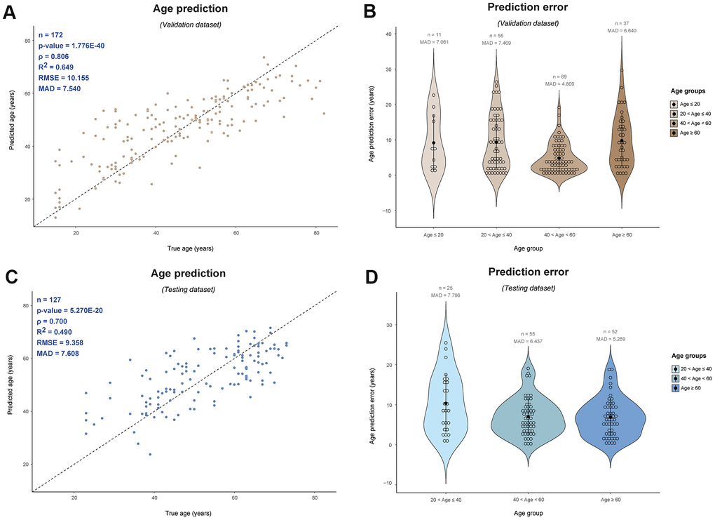 Male-specific epigenetic age prediction in blood based on 75 Y-CpGs using support vector machine (radial kernel). Validation dataset (n = 172): (A) Predicted vs. true age and (B) age prediction errors per age category; Testing dataset (n = 127): (C) Predicted vs. true age and (D) age prediction errors per age category. ρ: Spearman correlation coefficient, RMSE: root mean square error, MAD: mean absolute deviation.
