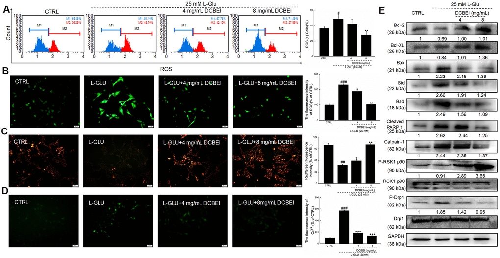 HT22 cells were pre-incubated with DCBEI (4 mg/mL or 8 mg/mL) for 3 h, and co-treated with L-Glu for a further 24 h. (A) DCBEI reduced the intracellular ROS activity in L-Glu-treated HT22 cells (n = 3). (B) DCBEI reduced L-Glu-induced ROS production (200×) (Scale bar: 50 μm) (n = 3). (C) DCBEI attenuated L-Glu-induced MMP dissipation (200×) (Scale bar: 50 μm) (n = 3). (D) Fluo 4-AM staining indicated that DCBEI suppressed L-Glu-induced Ca2+ increases (200×) (Scale bar: 50 μm) (n = 3). (E) DCBEI regulated the expression of proteins related to mitochondrial function. DCBEI increased the levels of anti-apoptotic proteins (Bcl-2, Bcl-xL and P-RSK1 p90) and reduced the levels of pro-apoptotic proteins (Bax, Bid, Bad, cleaved PARP-1, Calpain-1 and p-Drp1) in L-Glu-treated HT22 cells. Quantification data were normalized to GAPDH and the corresponding total proteins, and reported as fold change relative to CTRL (n = 3). Data are expressed as a percentage of corresponding control cells and means ± S.D. # P P P P P P 