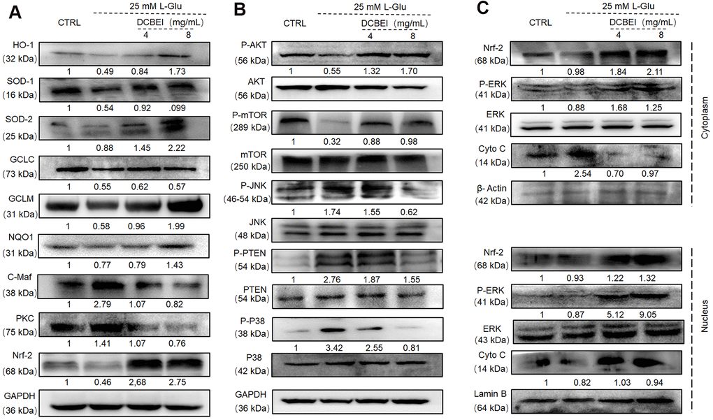 DCBEI ameliorates AD symptoms by reducing apoptosis, attenuating oxidative stress, and regulating neurotransmitter levels via Nrf2 signaling. (A) In L-Glu-exposed HT22 cells, DCBEI increased the expression of Nrf-2 and its downstream targets including HO-1, SOD-1, SOD-2, GCLC, GCLM and NQO1, and reduced the expression levels of C-Maf. (B) Analysis of MAPKs and Akt in L-Glu-treated HT22 cells. DCBEI increased the expression of p-AKT and p-mTOR, and reduced the expression of p-JNK, p-PTEN and p-P38 in L-Glu-treated HT22 cells. (C) DCBEI increases p-ERK levels and causes a redistribution of p-ERK, Nrf-2, and Cyto C from the cytoplasm to the nucleus. Quantification data were normalized to GAPDH and the corresponding total proteins, and are reported as fold change relative to CTRL (n = 3).