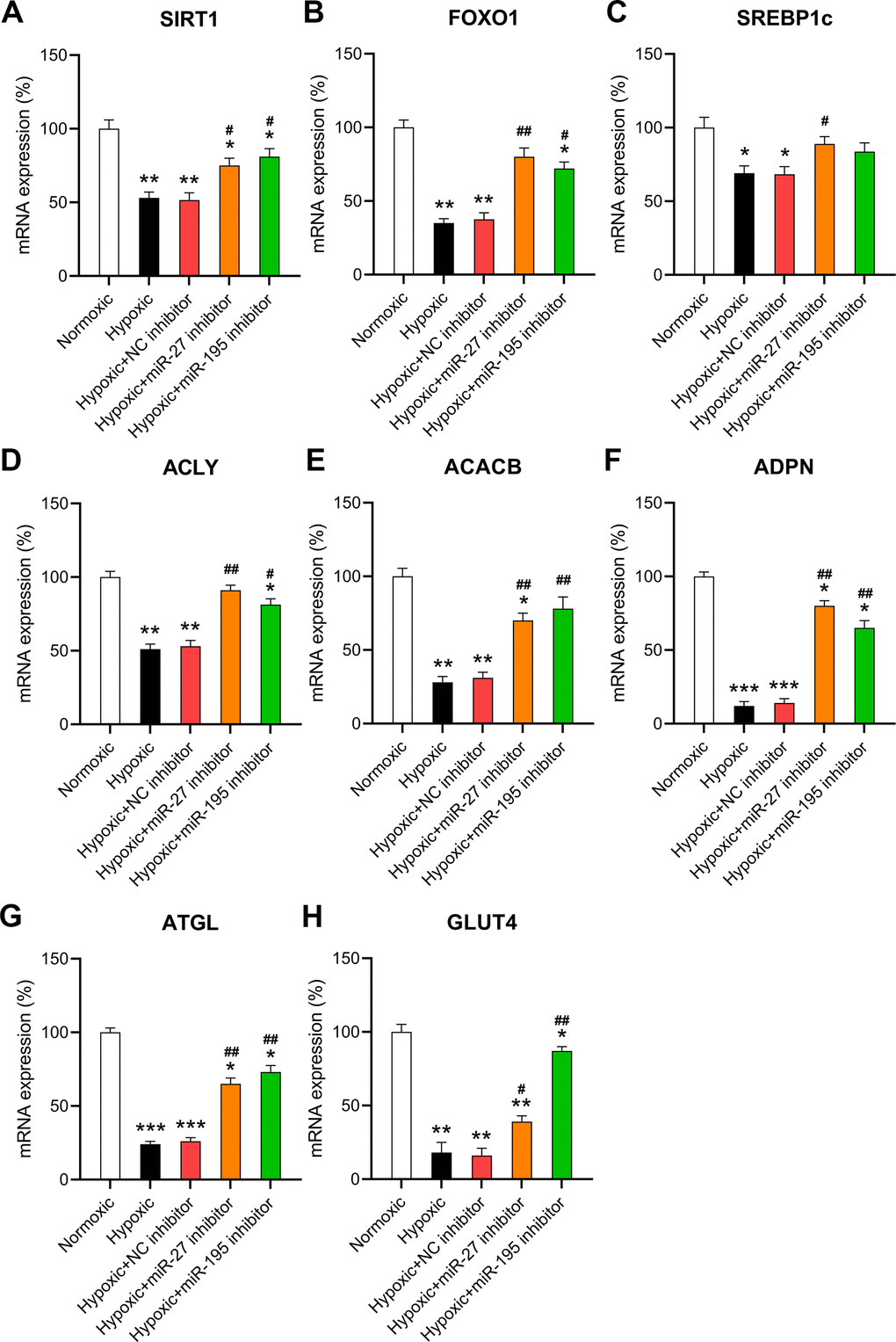 Effect of miR-27 and miR-195 inhibition on hypoxia-influenced MR. Isolated cardiomyocytes were transfected with NC, miR-27, and miR-195 inhibitors for 24 h followed by hypoxia treatment for 24 h. Cells under normoxia served as controls. RT-qPCR was performed to show the mRNA expression levels of (A) SIRT1, (B) FOXO1, (C) SREBP1c, (D) ACLY, (E) ACACB, (F) ADPN, (G) ATGL, and (H) GLUT4 in the isolated cardiomyocytes in each group (n = 3). *P #P ##P 