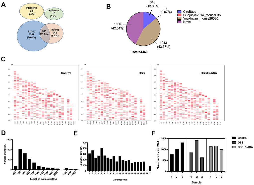 Expression profiling of circRNAs in DSS-induced and mesalazine-treated IBD by RNA-seq. (A) Venn plot was used to show the different genomic locations of the detected circRNAs. (B) Pie graph was conducted to exhibit the source of the detected circRNAs. (C) Positions and densities of the detected circRNAs. X-axis: distributed chromosome. Y-axis: the length of chromosome. The short red lines represent the position and density of these circRNA on the chromosome. (D) Length of all exonic circRNAs. X-axis: length of exonic circRNAs. Y-axis: the number of exonic circRNAs of different length. (E) Chromosomal distribution of the detected circRNAs. X-axis: distributed chromosome. Y-axis: the number of circRNAs of different chromosome. (F) The number of detected circRNAs in each group.