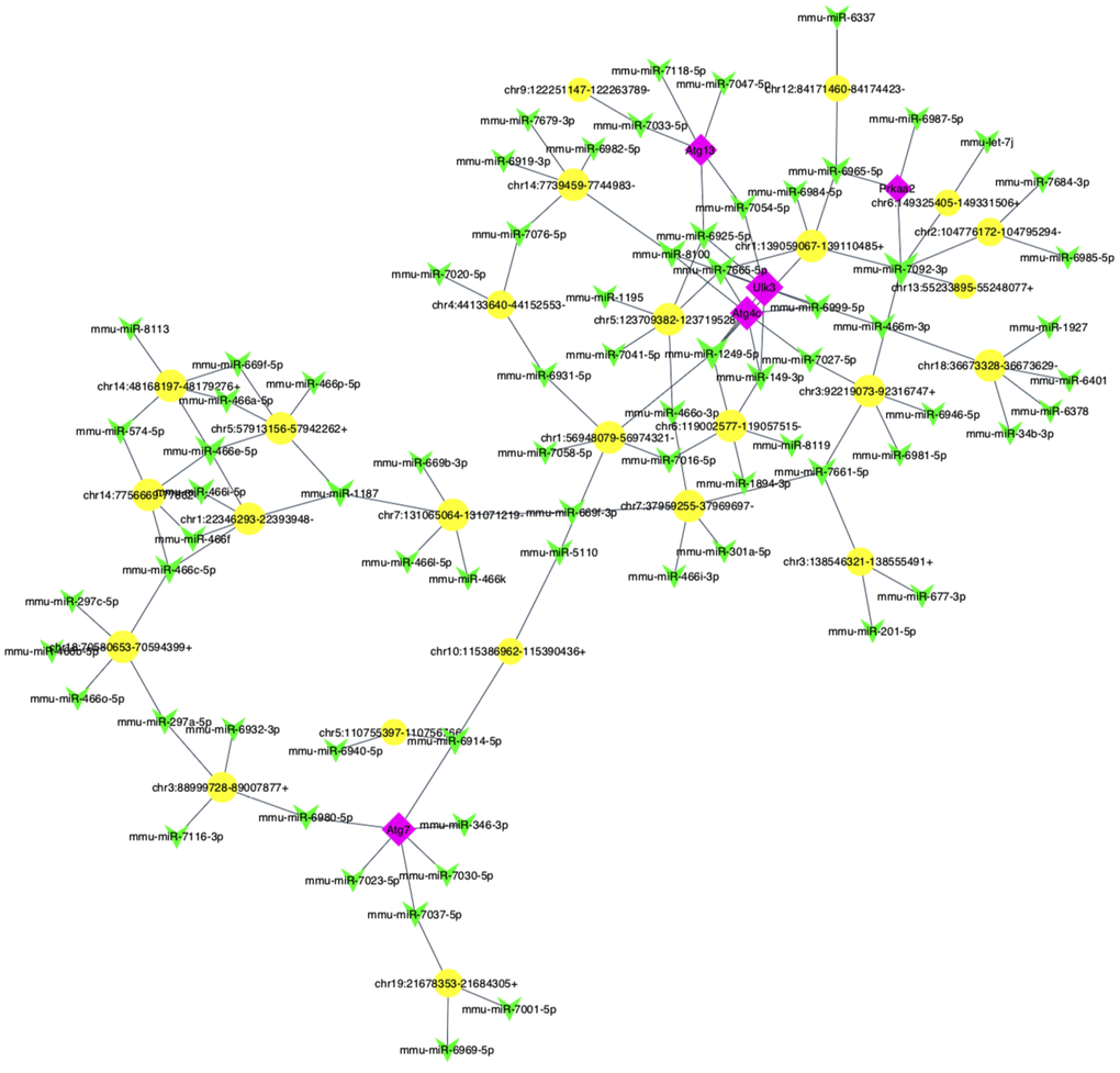 The predicted autophagy-related circRNA-miRNA-mRNA network analysis. The network consisted of 25 circRNAs (yellow nodes), 72 miRNAs (green nodes) and 5 mRNAs (purple nodes).
