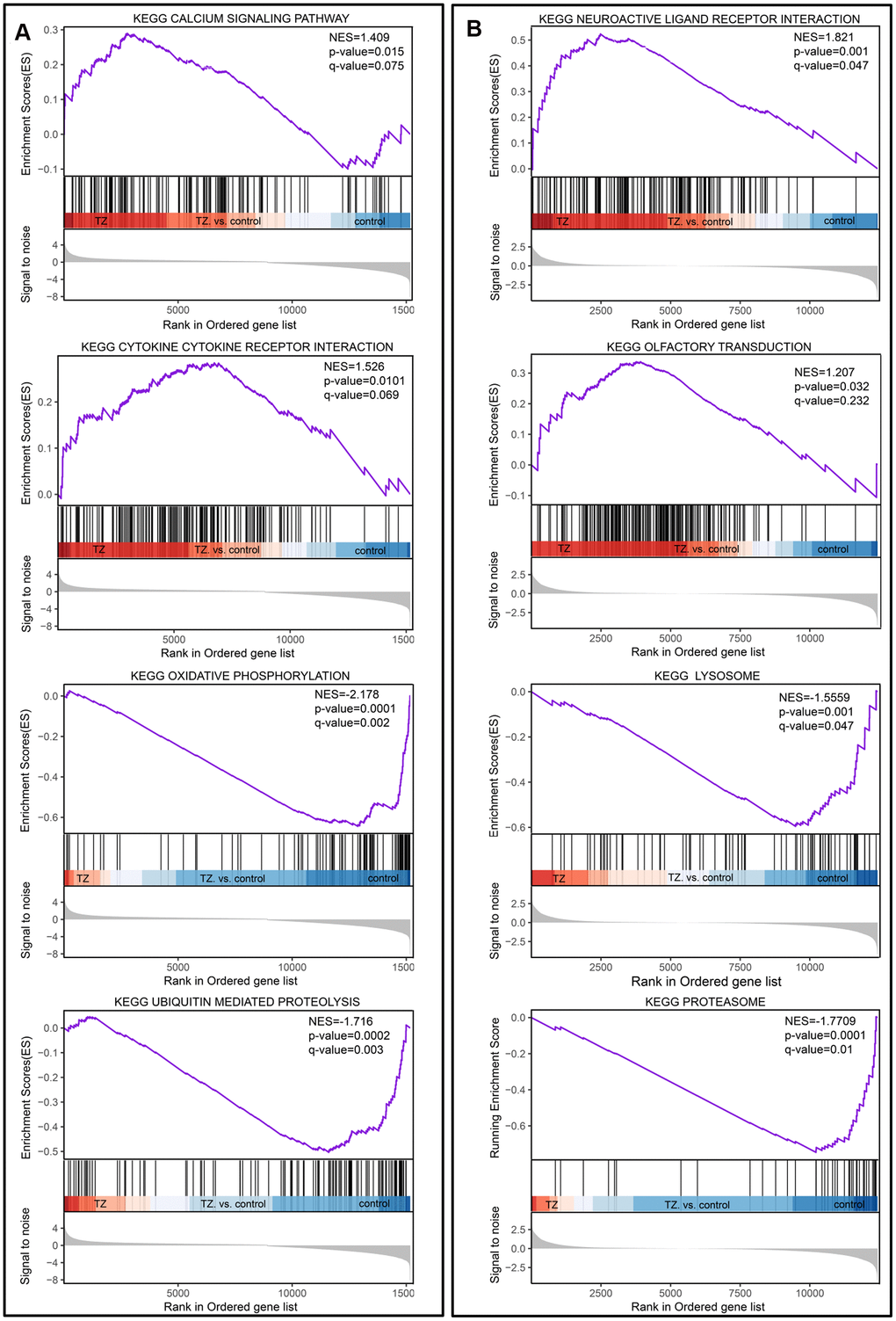 Gene set enrichment analysis of teratozoospermia. (A) The four selected pathways from the dataset GSE6872. Teratozoospermia samples were correlated positively with Calcium Signaling pathway and Cytokine Cytokine Receptor. (B) The four selected pathways from dataset GSE6967. Teratozoospermia samples were correlated positively with Neuroactive Ligand Receptor Interaction and Olfactory Transduction.