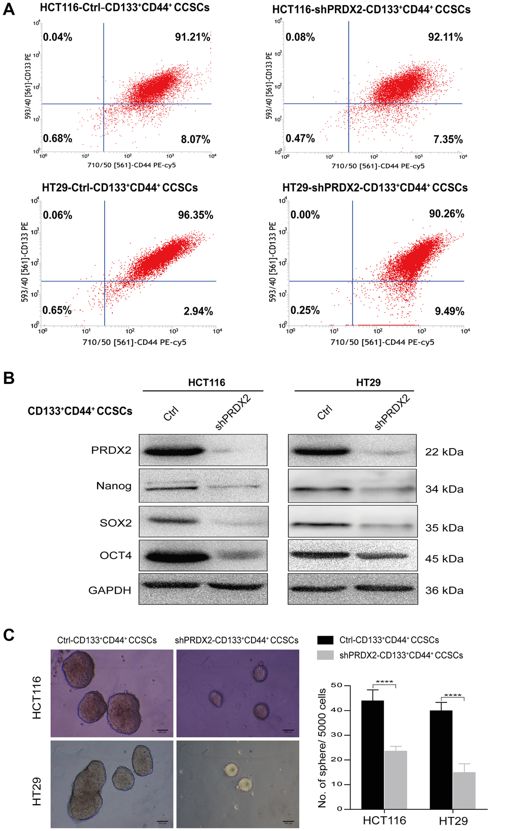 PRDX2 knockdown inhibits the self-renewal of CCSCs. (A) HCT116 and HT29 cell lines were first transfected with a lentiviral vector-mediated specific shRNA (shPRDX2) to silence PRDX2 or with a negative control lentivirus vector. Then, shPRDX2-CD133+CD44+ and control-CD133+CD44+ CCSCs were isolated from the transfected HCT116 and HT29 cells by magnetic bead sorting, which resulted in a considerable enrichment of CD133+CD44+ CCSCs (regular purity > 90%), as identified by flow cytometry with a PE-labeled anti-CD133 antibody and a PE-Cy5-labeled anti-CD44 antibody. (B) Western blot analysis of PRDX2 expression and the protein expression levels of stemness-related genes such as Nanog and Sox2 in CD133+CD44+ CCSCs generated from HCT116/HT29 control or shPRDX2 cells. GAPDH was used as the loading control. (C) Left panel: Representative image of spheres formed from CD133+CD44+ CCSCs derived from HCT116/HT29 control or shPRDX2 cells. Right panel: The number of cell spheres per 5000 cells was counted. The data are presented as the means ± SD of sphere numbers from three independent experiments performed in triplicate. Statistical analysis: Student’s t-test, ****p 