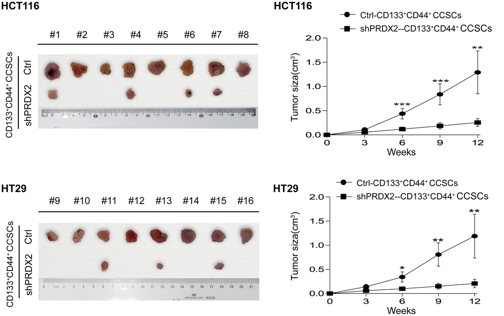 PRDX2 knockdown suppresses the tumorigenic capacity of CCSCs. Left panel: A total of 1 × 104 cells dissociated from HCT116/HT29-control or -shPRDX2 CD133+CD44+ CCSCs were subcutaneously injected into the flanks of BALB/c nude mice (n = 8 per group). The incidence and size of subcutaneous tumors were counted and measured. Right panel: The growth of subcutaneous tumors was monitored. The image shows the growth curve of subcutaneous tumors of different cell populations at different time points. The tumor volume data are presented as the means ± SD. Statistical analysis: Student’s t-test, *p **p ***p +CD44+ cells.