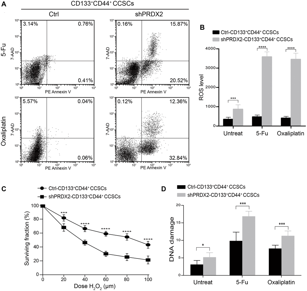 PRDX2 knockdown sensitizes CCSCs to chemotherapeutics. (A) Effect of 24 hours exposure of control- and shPRDX2-HT29-CD133+CD44+ CCSCs to 500 μg/mL of 5-FU or 100 μM oxaliplatin, as determined by flow cytometry apoptosis analysis with PE-labeled Annexin V containing 7-AAD staining. (B) Intracellular ROS levels of control- and shPRDX2-HT29-CD133+CD44+ CCSCs were measured before drug exposure and 24 hours after 500 μg/mL 5-FU or 100 μM oxaliplatin exposure. ROS levels are presented as the means ± SD of fluorescence intensity measured by flow cytometry with a DCFH-DA probe. Three independent experiments were performed in triplicate. Statistical analysis: Student’s t-test, ***p ****p C) Survival curves obtained from clonogenic assays of control- and shPRDX2-HT29-CD133+CD44+ CCSCs exposed to different H2O2 doses. The data are presented as the means ± SD of three independent experiments performed in triplicate for each dose. Statistical analysis: Student’s t-test, ***p ****p D) DNA damage of control- and shPRDX2-HT29-CD133+CD44+ CCSCs was measured before drug exposure and 24 hours after exposure to 500 μg/mL of 5-FU or 100 μM oxaliplatin by alkaline comet assay. The data are presented as the means of median tail moments ±SD of three independent experiments performed in triplicate. Statistical analysis: Student’s t-test, *p ***p 