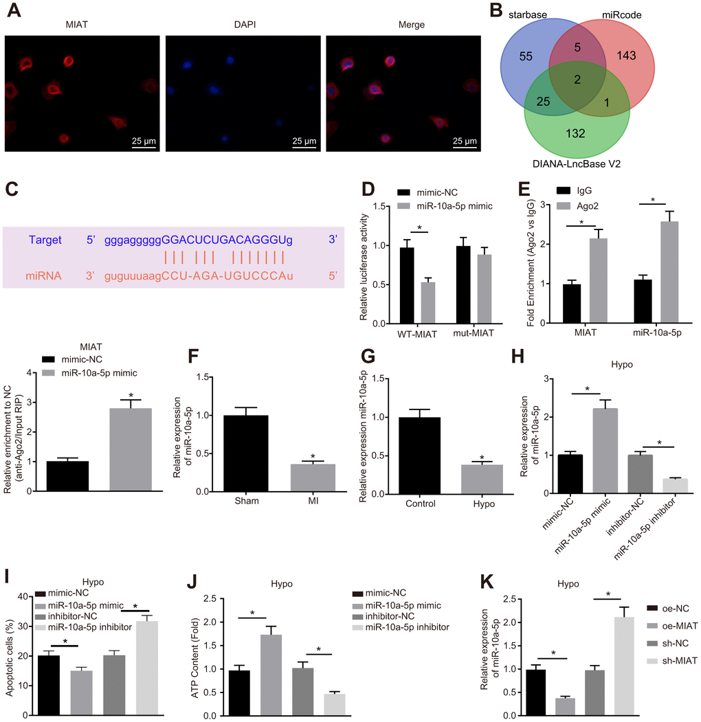 MIAT downregulated miR-10a-5p and suppressed cardiomyocyte apoptosis. (A) The location of MIAT in cardiomyocytes assessed by FISH assay (400 ×). (B) The downstream miRNAs of MIAT predicted by Starbase, miRcode, and DIANA-LncBase V2. (C) The predicted binding sites between MIAT and miR-10a-5p. (D) The interaction between MIAT and miR-10a-5p detected by dual-luciferase reporter assay. (E) Binding of MIAT to miR-10a-5p relative to IgG confirmed by RIP assay. (F) miR-10a-5p expression normalized to U6 in the myocardial tissues of mice assessed by RT-qPCR (n = 10). (G) miR-10a-5p expression normalized to U6 in the hypoxic cardiomyocytes assessed by RT-qPCR. (H) miR-10a-5p expression normalized to U6 in the hypoxic cardiomyocytes after transfection with miR-10a-5p mimic or miR-10a-5p inhibitor assessed by RT-qPCR. (I) Apoptosis of hypoxic cardiomyocyte after transfection with miR-10a-5p mimic or miR-10a-5p inhibitor analyzed by flow cytometry. (J) The content of ATP in the hypoxic cardiomyocytes after transfection with miR-10a-5p mimic or miR-10a-5p inhibitor. (K) miR-10a-5p expression normalized to U6 in HL-1 cells under hypoxic conditions after alteration of MIAT determined by RT-qPCR. * p t test was used for comparison between two groups, and one-way ANOVA was applied for comparison between multiple groups followed by Tukey’s post hoc test. All the data was collected from 3 independent experiments respectively.