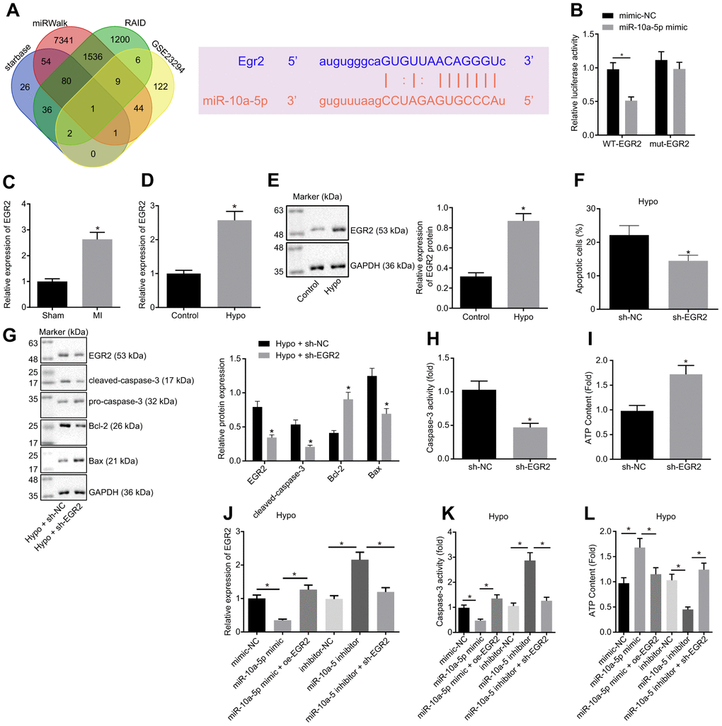 Overexpression of miR-10a-5p decreased cardiomyocyte apoptosis through inhibiting EGR2. (A) The target genes of miR-10a-5p predicted using Starbase, miRWalk, and RAID databases and the up-regulated genes in MI-related dataset GSE23294 and the potential binding sites of miR-10a-5p on EGR2. (B) The luciferase activity measured by dual-luciferase reporter gene assay. (C) Expression of EGR2 in myocardial tissues normalized to GAPDH determined by RT-qPCR (n = 10). (D) The expression pattern of EGR2 in hypoxic cardiomyocytes normalized to GAPDH determined by RT-qPCR. (E) The expression pattern of EGR2 in cardiomyocytes normalized to GAPDH determined by Western blot analysis. (F), Apoptosis of cardiomyocytes after EGR2 silencing determined by flow cytometry. (G) The expression patterns of EGR2, cleaved-caspase-3, Bax and Bcl-2 in cardiomyocytes after EGR2 silencing normalized to GAPDH determined by Western blot analysis. (H) The caspase-3 activity in hypoxic cardiomyocytes after EGR2 silencing. (I) The ATP content in hypoxic cardiomyocytes after EGR2 silencing. (J) The expression pattern of EGR2 in the hypoxic cardiomyocytes after alteration of EGR2 and/or miR-10a-5p normalized to GAPDH determined by RT-qPCR. (K) The caspase-3 activity in hypoxic cardiomyocytes after alteration of EGR2 and/or miR-10a-5p determined by RT-qPCR. (L) The ATP content in hypoxic cardiomyocytes after alteration of EGR2 and/or miR-10a-5p. * p t test was adopted for comparison between two groups. One-way ANOVA was adopted for comparison among multiple groups with Tukey’s post hoc test. All data was generated from 3 independent experiments respectively.