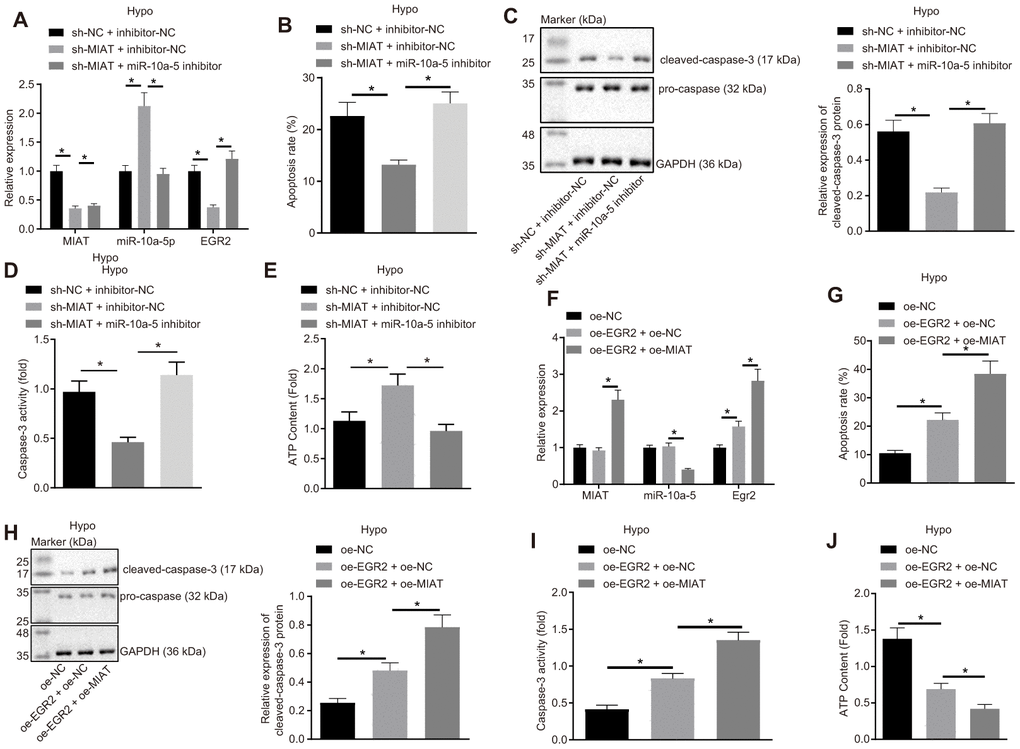 MIAT competitively binds to miR-10a-5p to upregulate EGR2 and further increase apoptosis of cardiomyocytes under exposure to hypoxia. (A) The expression of MIAT, miR-10a-5p and EGR2 in cardiomyocytes after inhibition of MIAT and/or miR-10a-5p determined by RT-qPCR. (B) Apoptosis of cardiomyocytes after inhibition of MIAT and/or miR-10a-5p detected by flow cytometry. (C) Western blot showing the expression patterns of cleaved-caspase-3 and caspase-3 in hypoxic cardiomyocytes after inhibition of MIAT and/or miR-10a-5p. The expression level is normalized to GAPDH. (D) The caspase-3 activity of cardiomyocytes under hypoxic conditions after inhibition of MIAT and/or miR-10a-5p. (E) The ATP content in cardiomyocytes after inhibition of MIAT and/or miR-10a-5p under hypoxic conditions. (F) The expression patterns of MIAT, miR-10a-5p and EGR2 in cardiomyocytes after MIAT and/or EGR2 overexpression determined by RT-qPCR normalized to GAPDH and U6. (G) The apoptosis of cardiomyocytes under hypoxic conditions after MIAT and/or EGR2 overexpression detected by flow cytometry. (H) The expression of cleaved-caspase-3 and pro-caspase-3 in the hypoxic cardiomyocytes after MIAT and/or EGR2 overexpression normalized to GAPDH determined by Western blot analysis. (I) The caspase-3 activity of cardiomyocytes under hypoxic conditions after MIAT and/or EGR2 overexpression. (J) The ATP content in cardiomyocytes under hypoxic conditions in response to MIAT and EGR2 overexpression relative to ATP content after EGR2 overexpression alone (fold). * p 