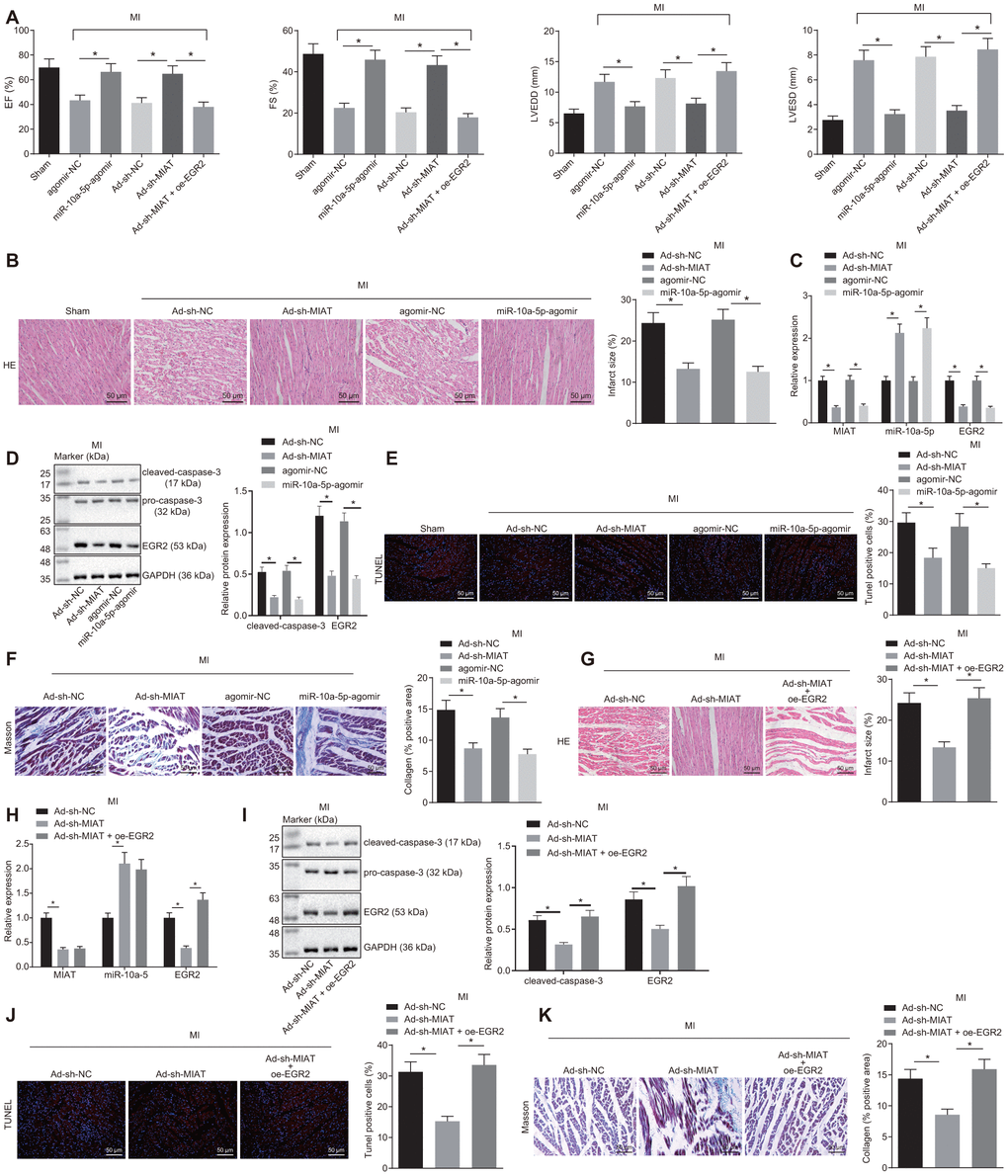 MIAT silencing improves cardiomyocyte function in MI mice by inhibiting EGR2 through miR-10a-5p upregulation. (A) EF, FS, LVEDD, and LVESD values in mice detected by small animal echocardiogram after MI modeling with alteration of MIAT, miR-10a-5p or EGR2. (B) Myocardial infarct size identified by HE staining after alteration of MIAT and miR-10a-5p (scale bar = 50 μm). (C) The expression patterns of MIAT, miR-10a-5p and EGR2 in the cardiac tissues of MI mice after alteration of MIAT and miR-10a-5p determined by RT-qPCR. (D) The expression patterns of cleaved caspase-3 and EGR2 normalized to GAPDH in the myocardial tissues of MI mice after alteration of MIAT and miR-10a-5p determined by Western blot analysis. (E) The apoptosis in myocardial tissues after alteration of MIAT and miR-10a-5p showed by TUNEL staining (scale bar = 50 μm). The red signal represented TUNEL-positive cells. (F) The collagen deposition in the myocardial tissues of MI mice after alteration of MIAT and miR-10a-5p showed by Masson staining (scale bar = 50 μm). The blue color represented collagen. (G) The myocardial infarct size in mice after alteration of MIAT and EGR2 showed by HE staining (scale bar = 50 μm). (H) The expression patterns of MIAT, miR-10a-5p and EGR2 in cardiac tissues of MI mice after alteration of MIAT and EGR2 determined by RT-qPCR. (I) Western blot showing the expression patterns of cleaved caspase-3, pro-caspase-3 and EGR2 in mouse myocardial tissues after alteration of MIAT and EGR2. The expression level is normalized to GAPDH. (J) The apoptosis in myocardial tissues of MI mice after alteration of MIAT and EGR2 determined by TUNEL staining (scale bar = 50 μm). The red signal represented TUNEL-positive cells. (K) The collagen deposition in the myocardial tissues of MI mice after alteration of MIAT and EGR2 showed by Masson staining (scale bar = 50 μm), and blue referred to collagen. The animals were selected blindly, and all values were measured on the same animal for 6 consecutive cardiac cycles. * p 