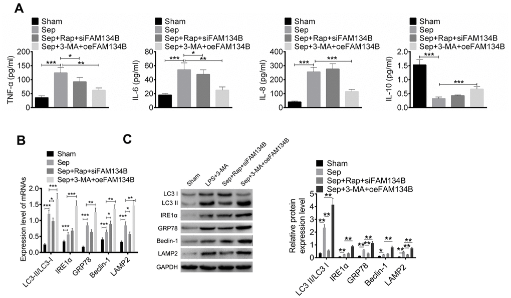 FAM134B reduced the inflammatory response and regulated the autophagy-related protein expressions of sepsis myocardial injury in mice. (A) The levels of TNF-α, IL-6, IL-8, and IL-10 were evaluated by ELISA. (B, C) The mRNA and protein expressions of LC3-II/I, IRE1α, GRP78, Beclin-1, and LAMP2 in the myocardial tissues of four groups (Sham, Sep, Sep+Rap+siFAM134B, and Sep+3-MA+oeFAM134B) were detected by RT-PCR and western blot, respectively. Data are shown as mean ± SD. *P