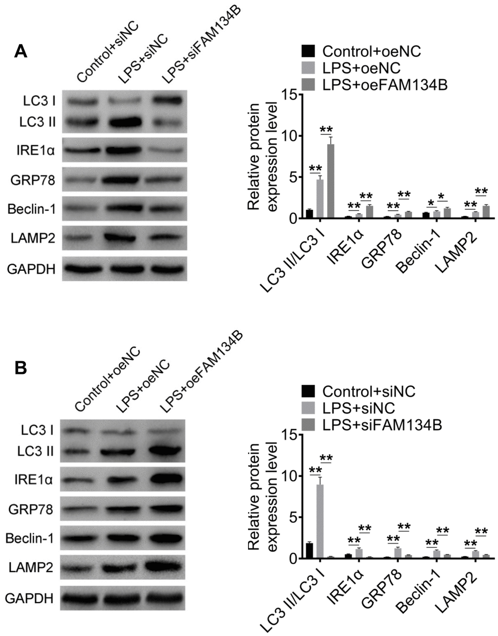The effect of FAM134B on the expressions of autophagy-related proteins. (A, B) Cardiomyocytes were transfected with oeNC, oeFAM143B, siNC, siFAM134B, and then treated with LPS. The protein expressions of LC3-II/I, IRE1α, GRP78, Beclin-1, and LAMP2 were detected by western blot analysis. Data are shown as mean ± SD. *P