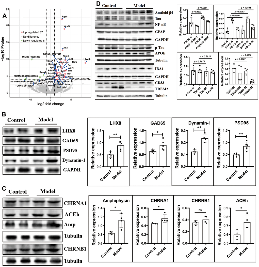 The cholinergic and GABAergic neurons were increased by up-regulated the LHX8 in the HSHF diet offspring when they getting older. (A) The mRNA sequence of whole brain tissues; (B, C) the cholinergic and GABAergic cells marked protein of ACEh, Amp, CHRNA1, CHRNB1 and GAD65; the synaptic functional markers of Dynamin 1 and PSD95, and the AD biomarkers of Tau, p-Tau, APOE, CD33 and TREM2 (D). The KEGG analysis results see in the Supplementary Figure 6. Data are presented as the means ± SD of more than 3 independent experiments in Western bolting. *p **p vs. the model group by one-way ANOVA, followed by one-way analysis of variance (ANOVA) at p 