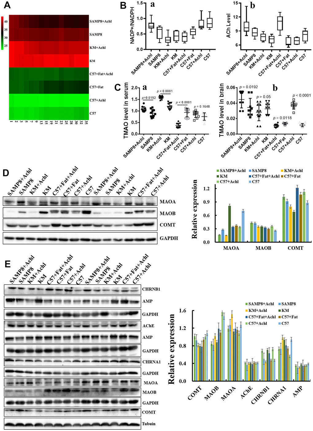 Gut microbiota plays an important role in the bioconversion of choline into TMAO and Ach. (A) The body weight changes after administration of choline; (B) Levels of acetylcholine and NADPH/NADP+ in the brain samples after administration of choline; (C) TMAO levels in serum and brain tissues after administration of choline mice; (D) Expression of the proteins MAOA, MAOB and COMT in liver; (E) Expression of the proteins MAOA, MAOB and COMT in brain tissues, and expression of the proteins AChE, AMP, CHRNA1 and CHRNB1 in the brain tissues. Data are presented as the means ± SD of more than 8 independent experiments, and more than 3 independent experiments in Western bolting. **p *p vs. the control group by one-way ANOVA test.