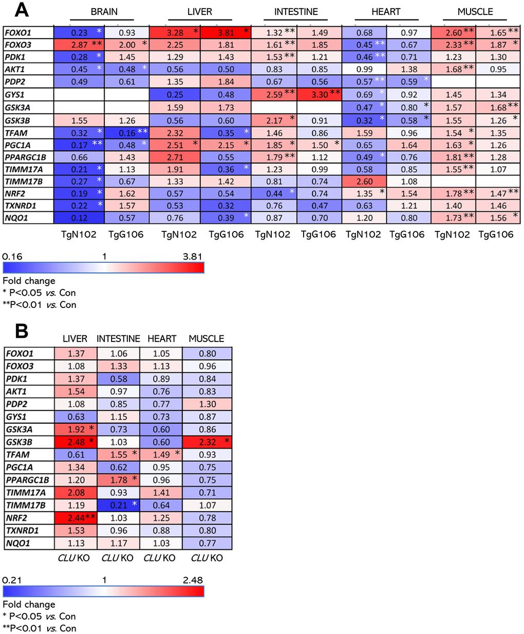 Expression levels (vs. controls) of antioxidant, mitochondrial and metabolic genes (heat map) in isolated shown tissues of TgN102 and TgG106 (ubiquitous CLU OE) mice or in CLU KO mice. (A) Heat map indicating relative expression levels of shown genes in isolated brain, liver, intestine, heart, and muscle tissues of TgN102 and TgG106 (ubiquitous CLU OE) vs. control (Con; littermate non-Tg) mice. (B) Heat map of shown genes expression in isolated liver, intestine, heart, and muscle tissues of CLU KO vs. control mice. *PPvs. Con); additional statistical analyses (i.e., Pearson Correlation r and F significance) are shown in Supplementary Tables 1, 2.