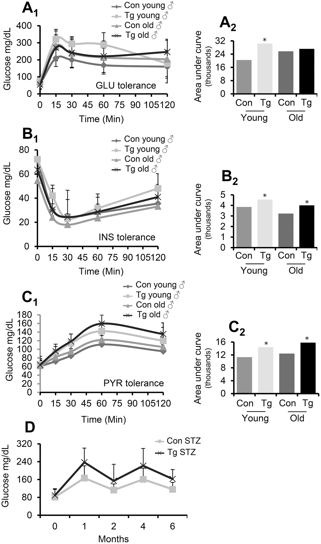 Pancreas-targeted CLU OE induces GLU, INS and PYR decreased tolerance. (A) GLU tolerance curve (A1) and area under the curve (A2, calculated from the sum of the areas of the different trapeziums formed) in shown animal groups; GLU levels were measured before and after (15, 30, 60 and 120 min) GLU injection. (B) INS tolerance test. Shown is GLU tolerance curve (B1) and area under the curve [B2, calculated as in (A2)] in indicated animal groups; GLU levels were measured before and after (15, 30, 60 and 120 min) INS injection. (C) PYR tolerance test. Shown is GLU tolerance curve (C1) and area under the curve [C2, calculated as in (A2)] in indicated animal groups; GLU levels were measured before and after (15, 30, 60 and 120 min) PYR injection. (D) GLU levels following STZ administration in control (Con STZ) and Tg (Tg STZ) mice. GLU levels were measured during the whole duration of the experiment (6 months). Con; young or old littermate non-Tg male animals; Tg; young or old pancreas-targeted CLU OE heterozygous male mice. Error bars are shown in curves (A1–C1). In (A–C) n=9-11 per mouse genotype; in (D) n=5 per mouse genotype. Error bars, ± SD; *PP