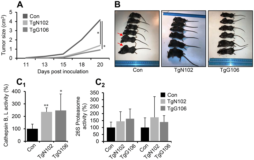 Melanoma tumor cells growth is reduced in vivo at CLU Tg (ubiquitous OE) mice. (A) Average tumor volume development by day 20, in control (Con; littermate non-Tg animals), TgN102 and TgG106 (ubiquitous CLU OE) mice after syngeneic melanoma tumor cells (B16.F1) inoculation. (B) Representative photos of control animals and of TgN102, TgG106 mice at the day of sacrifice. (C) Relative (%) cathepsins B, L (C1) and proteasome (C2) enzymatic activities in excised tumors of control and CLU overexpressing mice. Error bars, ± SD (n=6 per mouse genotype); *PA) are also significant at days 13, 15 and 18 (P