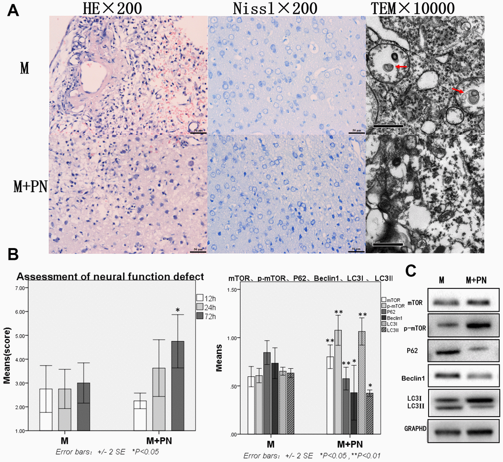 Compared with the Model group, the brain tissue and brain function damages were improved, mTOR was increased, and autophagy protein was significantly decreased in the Panax notoginseng group. (A) HE staining, Nissl staining and transmission electron microscopy of brain tissue. (B) The neural function defect score at 12h, 24h and 72h. (C) mTOR, p-mTOR, P62, Beclinl, LC3I and LC3II by Western-blotting. n=6.