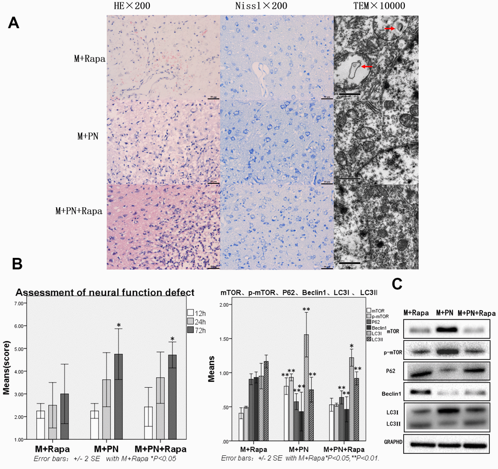 Compared with the Rapamycin group, the brain tissue and brain function damages were improved, and autophagy protein was significantly decreased in the Panax notoginseng group and Panax notoginseng+Rapamycin group. (A) HE staining, Nissl staining and transmission electron microscopy of brain tissue. (B) The neural function defect score at 12h, 24h and 72h. (C) mTOR, p-mTOR, P62, Beclinl, LC31 and LC3ll by Western-blotting. n=6.