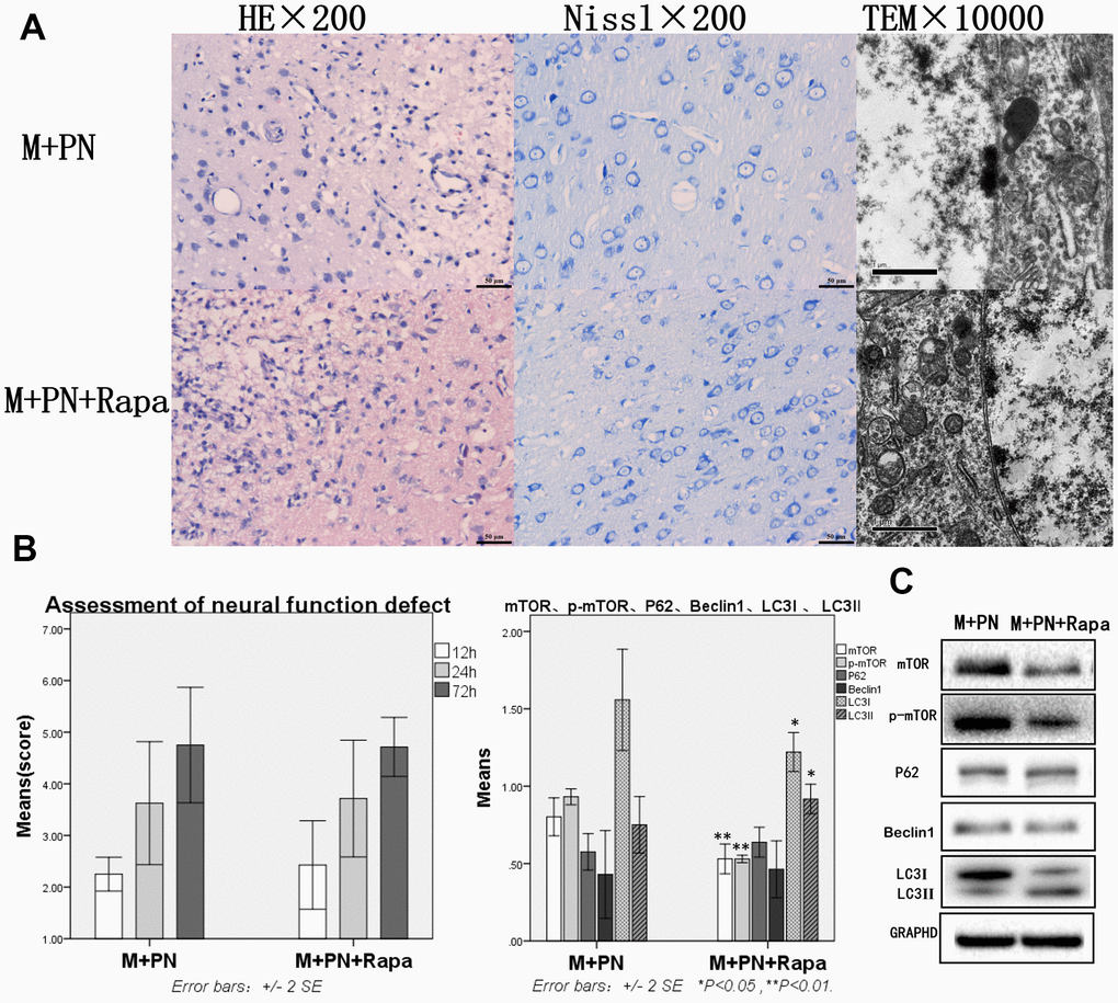 Compared with the Panax notoginseng group, there was no significant difference in brain tissue destruction, brain function damage, while mTOR and p-mTOR were significantly decreased in the Panax notoginseng+Rapamycin group. (A) HE staining, Nissl staining and transmission electron microscopy of brain tissue. (B) The neural function defect score at 12h, 24h and 72h. (C) mTOR, p-mTOR, P62, Beclinl, LC3I and LC3II by Western-blotting. n=6.