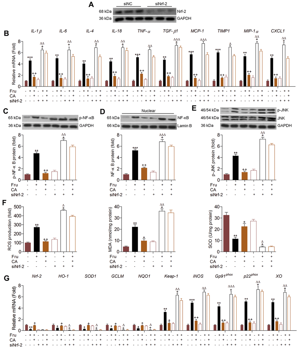 Carminic acid alleviates renal inflammation and ROS production via Nrf-2 signaling. (A) TCMK-1 cells were transfected with Nrf-2 siRNA for 24 h. Then, the transfection efficiency was measured using western blot analysis. (B–G) TCMK-1 cells were transfected with siNrf-2 for 24 h, followed by Fru (5 mM) treatment in the absence or presence of CA (20 μM) for another 24 h. Then, all cells were collected for the following analysis. (B) The mRNA expression levels of inflammatory factors were measured by RT-qPCR analysis. Western blot analysis of (C) cellular p-NF-κB, (D) nuclear NF-κB and (E) cellular p-JNK. (F) ROS production, MDA levels and SOD activities in cells were measured. (G) RT-qPCR analysis of genes related to oxidative stress. The results are expressed as the means ± SEM. n = 4 in each group. *P**P***P+P++PΔPΔΔPΔΔΔP