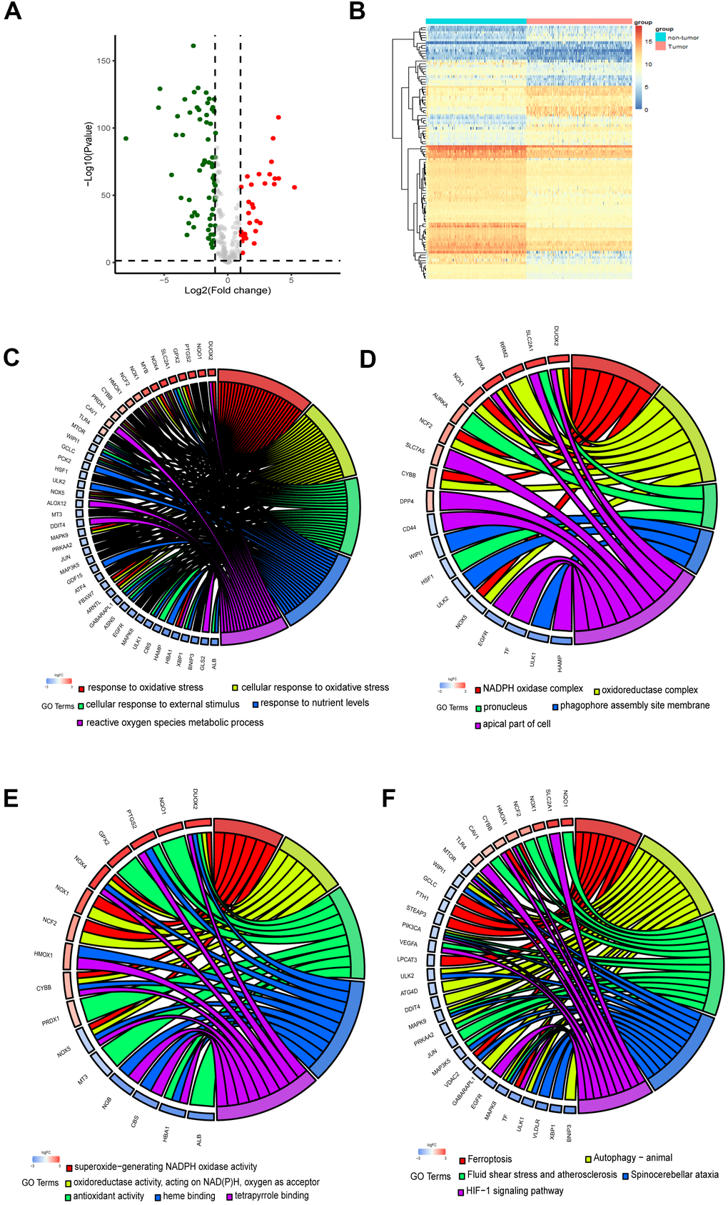 Identification and functional enrichment analysis of the ferroptosis-related DEGs. (A) Volcano plot of DEGs. Red dots represented up-regulated genes while green dots represented down-regulated genes, and black dots represented no differences gene. (B) Heatmap of DEGs to visualize the expression levels of genes. (C–F) Chord plot depicting the relationship between DEGs and GO in terms of the biological process, cellular component, molecular function and KEGG pathways.