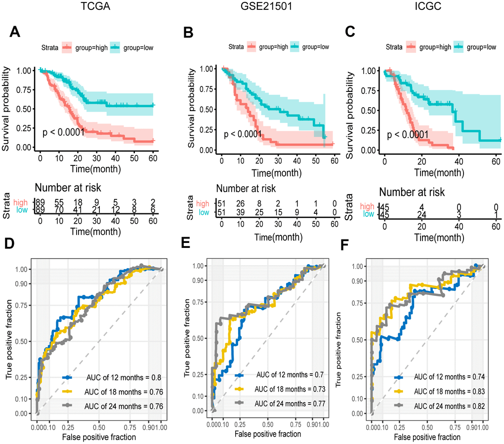Survival and ROC analysis in training and validation datasets. (A–C) Kaplan–Meier overall survival curves for patients in high- and low-risk groups of the TCGA (A), GEO (B), and ICGC (C) datasets. Hazard ratios (HRs) and 95% CIs are for risk group. P values were calculated with the log-rank test. (D–F) Time-dependent ROC curves at 12, 18, 24 months for patients in the TCGA (D), GSE21501 (E), and ICGC (F) datasets to evaluate the prediction efficiency of the prognostic signature.