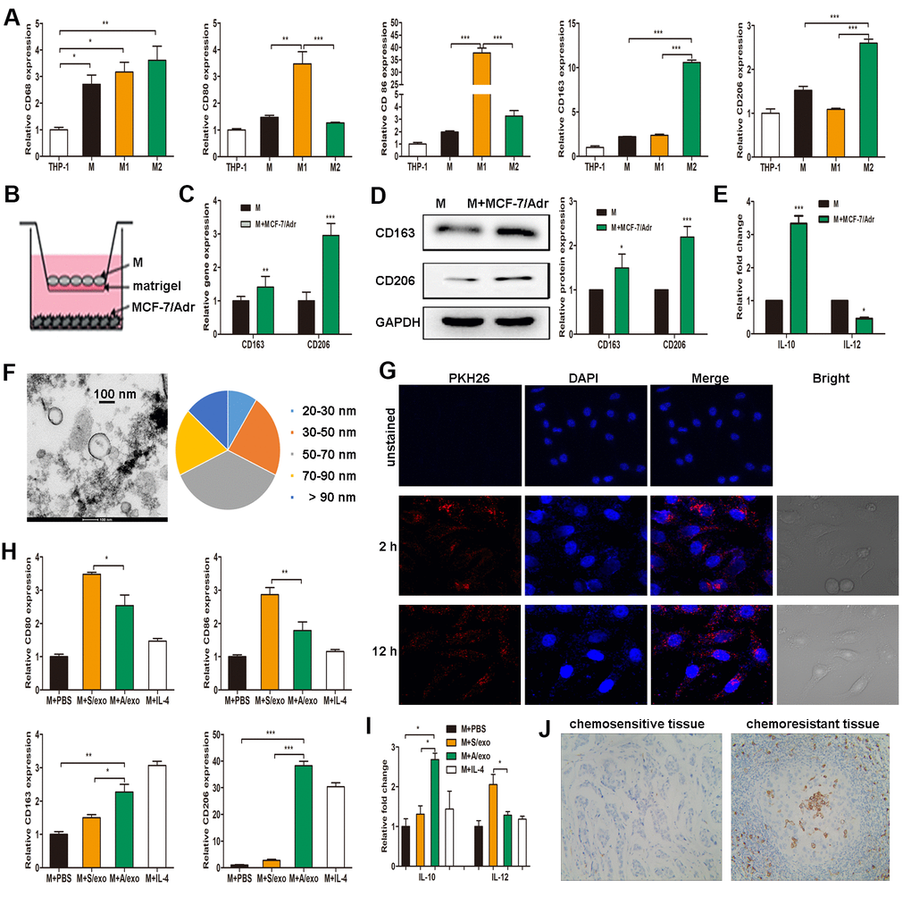 A/exo derived from MCF-7/Adr cells induce macrophages M2 polarization. (A) Expressions of CD68 (macrophage marker), CD80 and CD86 (M1 phenotype markers), CD163 and CD206 (M2 phenotype markers) were analyzed in THP-1 monocytes and the derived macrophages. (B) Macrophages (M) were incubated with MCF-7/Adr cells in a co-culture chamber to avoid direct cell contact. (C) After 48 h, M2 phenotype markers CD163 and CD206 were analyzed by PCR. (D) CD163 and CD206 were analyzed by western blot. (E) IL-10 and IL-12 expression levels in macrophages incubated with MCF-7/Adr cells were evaluated by ELISA. (F) Representative transmission electron microscopic image of A/exo showing a spheroid shape with size ranging from 30 to 90 nm (bar indicates 100 nm). (G) Representative fluorescence microscopic images showing the uptake of unstained A/exo or PKH26-labeled A/exo (red) by macrophages (blue). (H) Macrophages were incubated with A/exo, S/exo, or controls (PBS and IL-4) for 48 h, and expressions of CD80, CD86, CD163, and CD206 were analyzed by PCR. Macrophages treated with IL-4 was used as a positive control. (I) IL-10 and IL-12 expression levels in macrophages incubated with A/exo, S/exo, or controls (PBS and IL-4) were evaluated by ELISA. (J) Expression of CD163 (grey) was examined by IHC in chemoresistant breast cancer tissues and chemosensitive samples (magnification × 200). Data are shown as mean ± SD, n = 3 independent experiments; * PPP