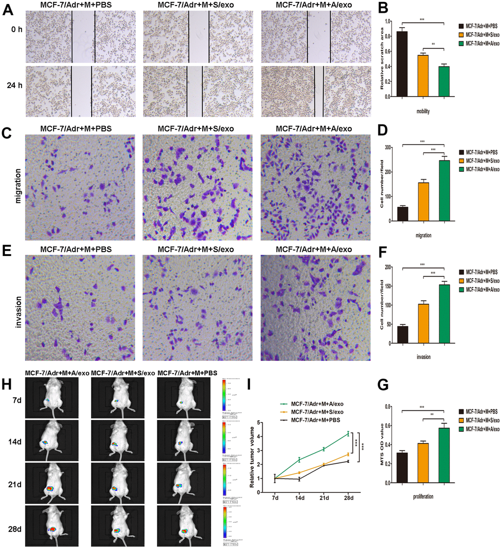 M2 macrophages induced by A/exo promote the mobility, migration, invasion, and proliferation of MCF-7/Adr cells. (A) MCF-7/Adr cells were incubated with culture medium of macrophages (M) treated with PBS, and S/exo or A/exo. Cell mobility of MCF-7/Adr was observed using the wound-healing assay, and representative images of scratch area were shown. (B) Quantitative evaluation of scratch area. (C) Cell migration of MCF-7/Adr was evaluated using the transwell assay, and representative images of migrated cells were shown. (D) Quantitative evaluation of migrated cells. (E) Cell invasion of MCF-7/Adr was determined using the transwell assay, and representative images of invaded cells were shown. (F) Quantitative evaluation of invaded cells. (G) Cell proliferation of MCF-7/Adr was assessed using the MTS viability assay, and quantitative evaluation of OD values were shown. (H) Mice were subcutaneously implanted with a mixture of MCF-7/Adr cells plus macrophages treated with PBS, and S/exo or A/exo. Tumor growth was monitored weekly using a bioluminescence imaging system. (I) Tumor volume was recorded weekly, and tumor growth curve was plotted. Data are shown as mean ± SD, n = 3 independent experiments; * PPP