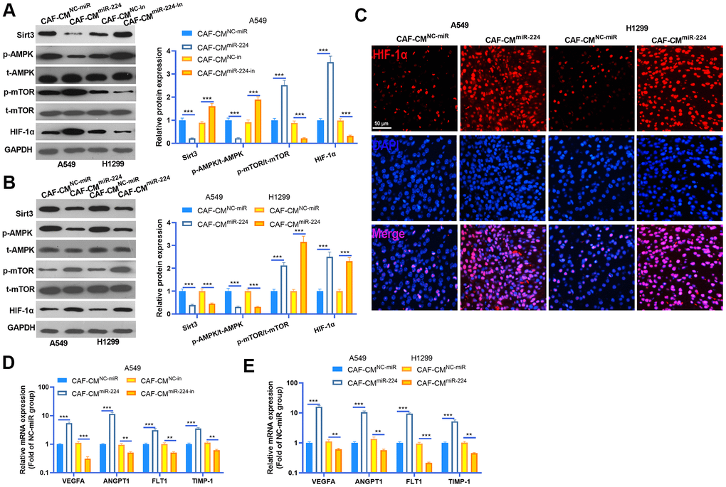 miR-224 overexpressed CAFs modulated SIRT3-AMPK-mTOR-HIF-1α axis. (A, B) Western blot was performed to detected SIRT3-AMPK-mTOR-HIF-1α expression in NSCLC cells and cancer tissues. (C) The expression of HIF-1α in the tumors was evaluated by tissue IF. (D, E) The downstream molecules of HIF-1α, including VEGFA, ANGPT1, FLT1 and TIMP1 were detected by RT-PCR. ** represents PP