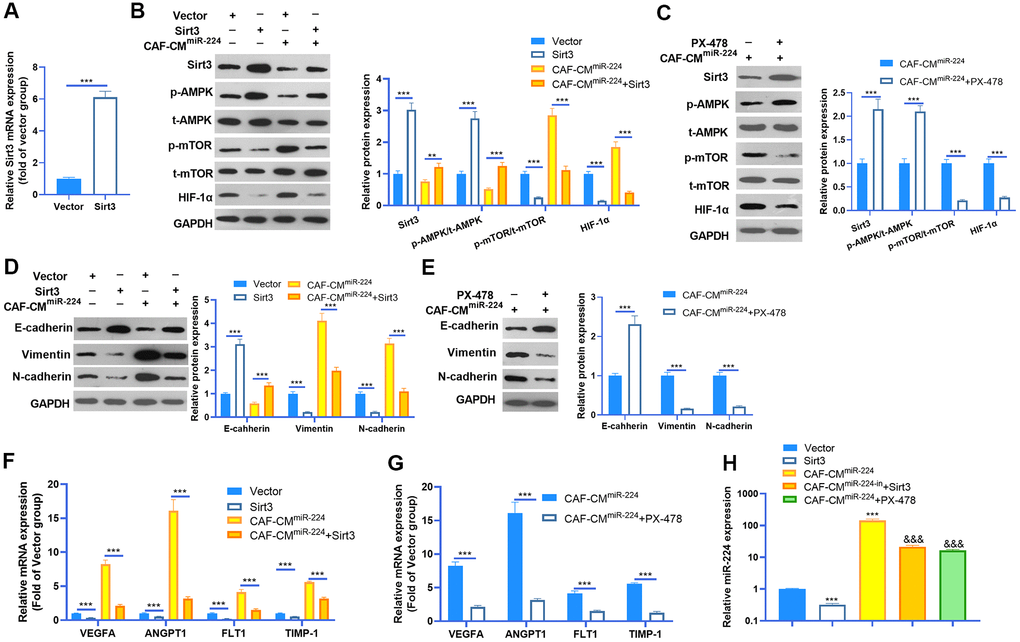 miR-224-SIRT3-AMPK-mTOR-HIF-1α axis formed a feedback loop in NSCLC cells. (A) The SIRT3 overexpressing model was constructed in A549 cells using SIRT3 overexpression plasmids transfection for 24 hours. The SIRT3 level was detected by RT-PCR. (B) A549 cells (normal or SIRT3 overexpression) were treated with CAF-CMmiR-224 for 24 hours. The SIRT3-AMPK-mTOR-HIF-1α expression was detected by western blot. (C) A549 cells were treated with CAF-CMmiR-224 and/or HIF-1α inhibitor PX-478 (40 μM) for 18 hours. The SIRT3-AMPK-mTOR-HIF-1α expression was examined by western blot. (D, E) EMT markers, including E-cadherin, Vimentin, and N-cadherin of NSCLC cells were determined by western blot. (F, G) The downstream molecules, including VEGFA, ANGPT1, FLT1 and TIMP1 in A549 cells were tested by RT-PCR. *** represents PH) The miR-224 level was examined by RT-PCR. *** represents P