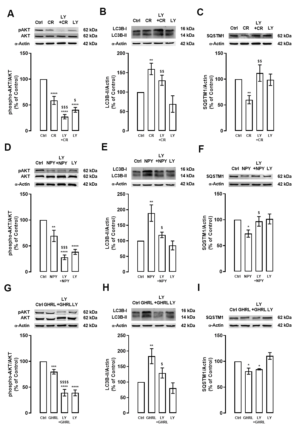 The stimulatory effect of caloric restriction, NPY, and ghrelin on autophagy in cortical neurons is mediated by the inhibition of PI3K/AKT. Primary rat cortical neurons were exposed to caloric restriction mimic medium (CR) - DMEM low glucose, NPY (100 nM) or ghrelin (GHRL, 10 nM) for 6 h. Untreated cells were used as control (Ctrl). (A–I) Cells were incubated with PI3K/AKT inhibitor (LY294002 (LY), 1 μM), 30 min before caloric restriction, NPY, or ghrelin treatment. Whole-cell extracts were assayed, phospho-AKT (A, D, G), LC3B-II (B, E, H), SQSTM1 (C, F, I) and AKT or α-Actin (loading control) immunoreactivity through Western blotting analysis, as described in Materials and Methods. Representative Western blots for each protein are presented above each respective graph. The results represent the mean±SEM of, at least, four independents experiments, and are expressed as a percentage of control. *p$p$$p$$$p$$$$p