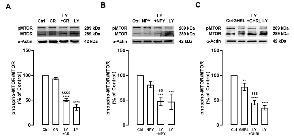 PI3K inhibition decreases MTOR activity in primary rat cortical neurons. Primary rat cortical neurons were exposed to caloric restriction mimic medium (CR) - DMEM low glucose, NPY (100 nM), or ghrelin (GHRL, 10 nM) for 6 h. Untreated cells were used as control (Ctrl). (A–C) Cells were incubated with PI3K/AKT inhibitor (LY294002 (LY), 1 μM), 30 min before caloric restriction, NPY, or ghrelin treatment. Whole-cell extracts were assayed, phospho-MTOR (A–C), and MTOR or α-Actin (loading control) immunoreactivity through Western blotting analysis, as described in Materials and Methods. Representative Western blots for each protein are presented above each respective graph. The results represent the mean±SEM of, at least, four independents experiments, and are expressed as a percentage of control. **p$$p$$$p$$$$p