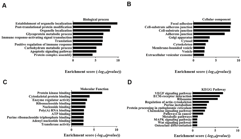 Top 10 GO terms with gene count and enrichment analysis for biological processes. (A) Biological process, (B) Cellular component, (C) Molecular function. (D) The top 10 enriched KEGG pathways of the parental genes of the differentially expressed circRNAs.