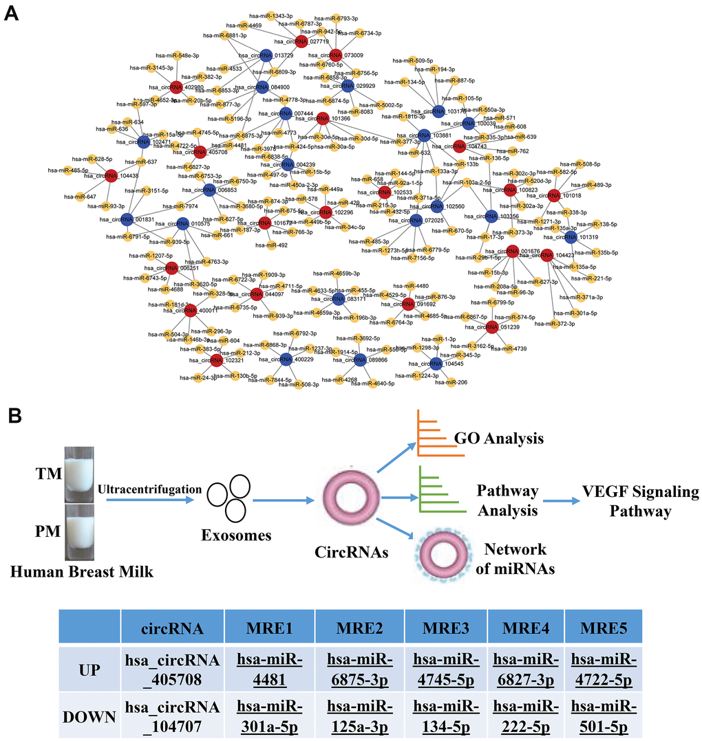 Network of the relationship between circRNAs and miRNAs. (A) Red dots represent upregulated circRNAs in PC, blue dots represent downregulated circRNAs in PC, and yellow dots represent downstream miRNAs that bind to circRNAs; (B) Flow chart of the experiment and two circRNAs involved in the VEGF signalling pathway, one of which was upregulated and the other was downregulated.