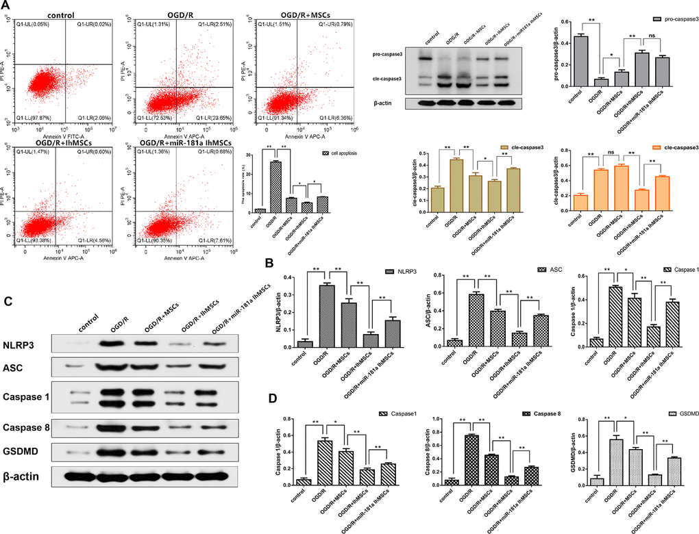 NEW-Co-culture of IhOM-MSCs with SH-SY5Y neurons attenuates apoptosis and pyroptosis under OGD/R insult. (A) The apoptosis rate of SH-SY5Y neurons as evaluated by flow cytometry with Annexin V/PI staining. (B) Expression of Pro-caspase 3 and Cle-caspase 3 in SH-SY5Y neurons as measured by western blot analysis. (C) Expression of NLRP3, ASC, caspase1, caspase8 and GSDMD in SH-SY5Y neurons as measured by western blot analysis. (D) The histogram of pyroptosis-associated proteins by western blot analysis. (OM-MSCs were replaced by MSCs in the figure. All data are presented as the mean value ± SD. *p