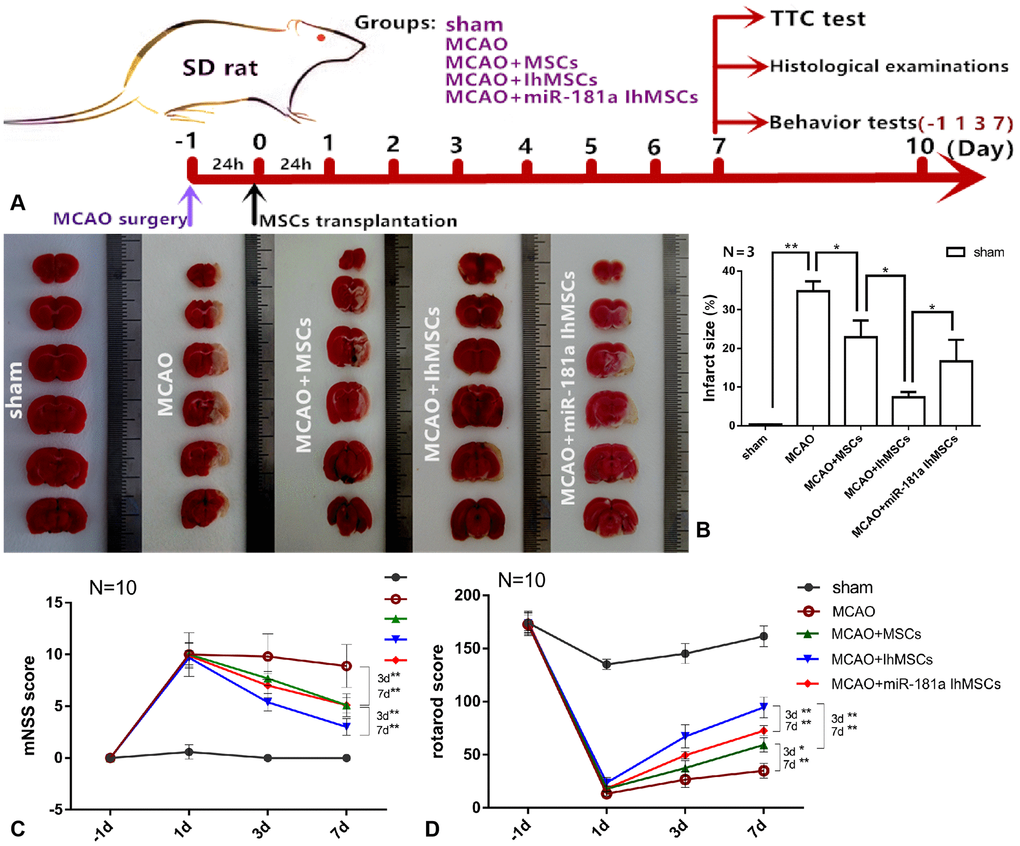 IhOM-MSCs transplantation reduces the damaged area of the infarct cortex and improves motor function after ischemic stroke. (A) The diagram shows the time course of the various experiments in this study. (B) TTC was used staining to determine the therapeutic effect of IhOM-MSCs on the infarct cortex. (C) The neurological deficits of rats were evaluated before and after cell transplantation using the mNSS scale. (D) The improvement of passive motor functions was evaluated in rats before and after cell transplantation by rota-rod treadmills. (OM-MSCs were replaced by MSCs in the figure. All data are presented as the mean value ± SD. *p