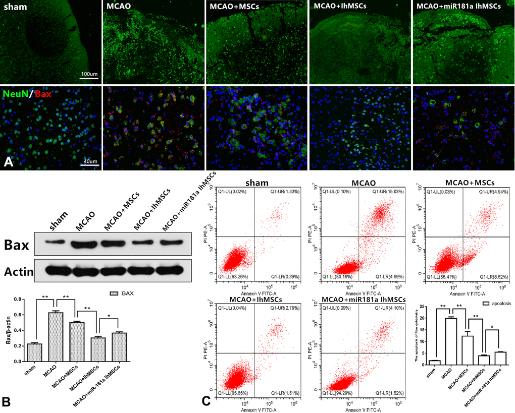 IhOM-MSCs transplantation attenuates apoptotic cell death after ischemic stroke. (A) Improvement in cortical tissue structure and apoptosis marker Bax were evaluated by immunofluorescence. (B) The apoptosis marker Bax of nerve cells was detected by western blot analysis. (C) The apoptosis rate of nerve cells as evaluated by flow cytometry with Annexin V/PI staining. (OM-MSCs were replaced by MSCs in the figure. All data are presented as the mean value ± SD. *p
