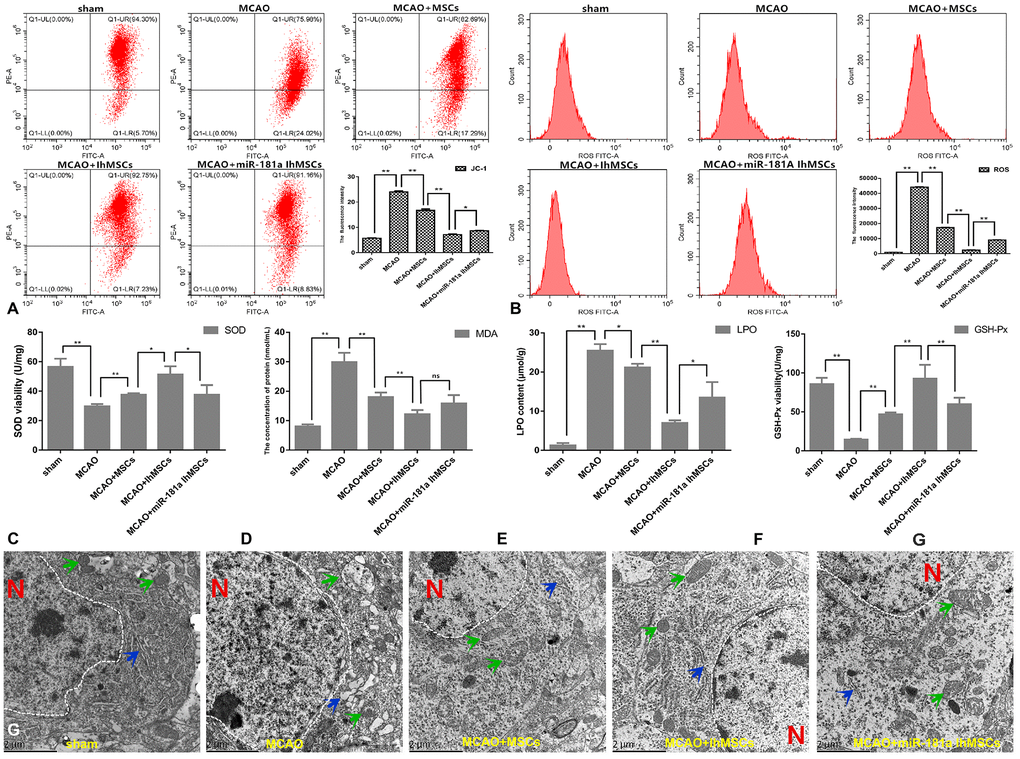 IhOM-MSCs transplantation enhances the mitochondrial function recovery after ischemic stroke. (A, B) Mitochondrial membrane potential was measured for using the JC-1-labeled by flow cytometry. (B) Levels of ROS were evaluated by flow cytometry. (C–F) To measure oxidative stress levels in cells, MDA/LPO contents and SOD/GSH-Px viabilities were measured by biochemical kit respective. (G) The mitochondrial and endoplasmic reticulum morphometric ultrastructural analyses were observed by transmission electron microscopy (TEM) in neurons of penumbra cortex. As shown in the figure: the white dotted lines represent the outlines of the nuclei, letter N represent nucleus, green arrows represent mitochondria and blue arrow represent endoplasmic reticulum. (OM-MSCs were replaced by MSCs in the figure. All data are presented as the mean value ± SD. *p