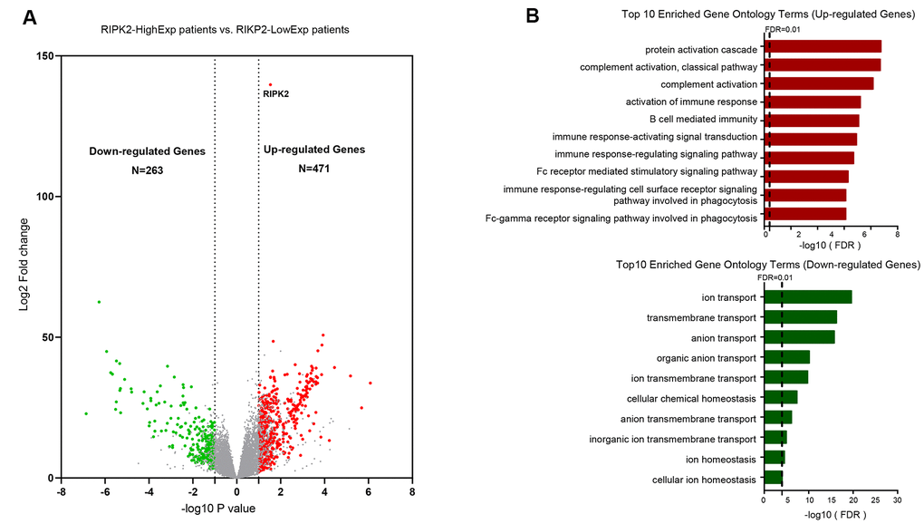 Identification of differentially upregulated expressed genes. (A) Volcano plot of mRNA expression changes between KIRC samples harboring RIPK2 high- and low- expression value. The x-axis specifies the log2 fold-changes (FC) and the y-axis specifies the negative logarithm to the base 10 of the adjusted p-values. Gray vertical and horizontal dashed lines reflect the filtering criteria. Red and green dots represent genes expressed at significantly higher or lower levels, respectively. (B) Top 10 Gene ontology enrichment terms for up-regulated (top) and down-regulated (bottom) genes, respectively.