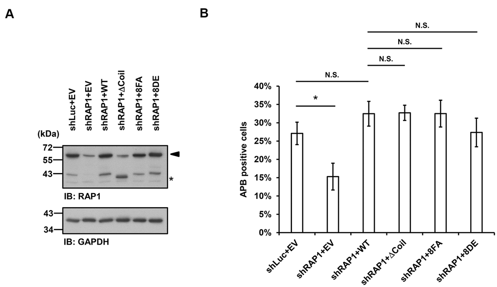 Disruption of the interaction between RAP1 and SUN1 does not interfere with APB formation in ALT cells. (A) U2OS cells were infected with the knockdown control (shLuc) or shRAP1 lentivirus and simultaneously complemented with control (EV), wild-type RAP1 (WT), RAP1 coil deletion (ΔCoil), nonphosphorylatable (8FA), or phospho-mimetic (8DE) RAP1 mutant lentiviruses. Virus-infected cells were selected for 5 days and subjected to further methionine restriction for 3 days. Cell lysates were analyzed by immunoblotting with anti-RAP1 and anti-GAPDH antibodies. The arrowhead indicates the location of endogenous RAP1, and the multiple lower-molecular-weight bands are degraded RAP1. Asterisk (*), RAP1 coil deletion mutant. GAPDH was used as the loading control. (B) Quantification of APBs (%) in the U2OS cells shown in (A). Approximately 200-300 cells were analyzed for each independent experiment. Error bars denote SD; n=3 (independent experiments); *P