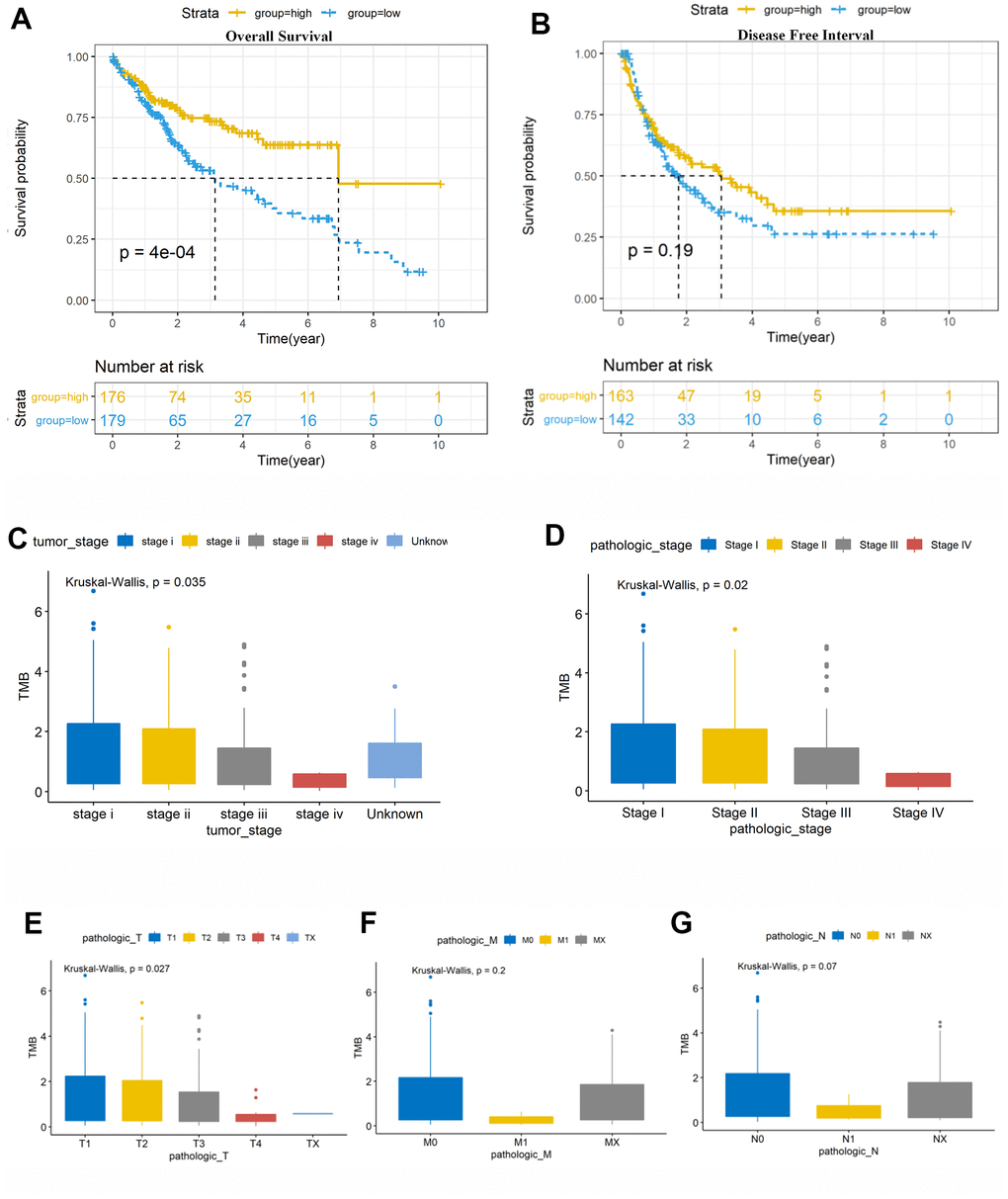 6Prognosis analysis of tumor mutation burden (TMB) and correlation analysis with clinical risk features. (A) Patients with higher TMB had better overall survival (OS, P = 0.0014). (B) There was no association of TMB with disease-free survival (DFS, P = 0.51). (C, D) High TMB level was negatively correlated with tumor stage and pathological stage, with P = 0.035 and 0.02, respectively. Vertical and horizontal axes represent TMB value and different stages, respectively. (E–G) Significant difference was observed in the AJCC-T stages (P = 0.027), while no significant differences were observed in the AJCC-N and AJCC-M stages (P > 0.05). TMB, tumor mutation burden. Vertical and horizontal axes represent TMB value and different stages, respectively. TMB, tumor mutation burden; OS, overall survival; DFI, disease-free interval.